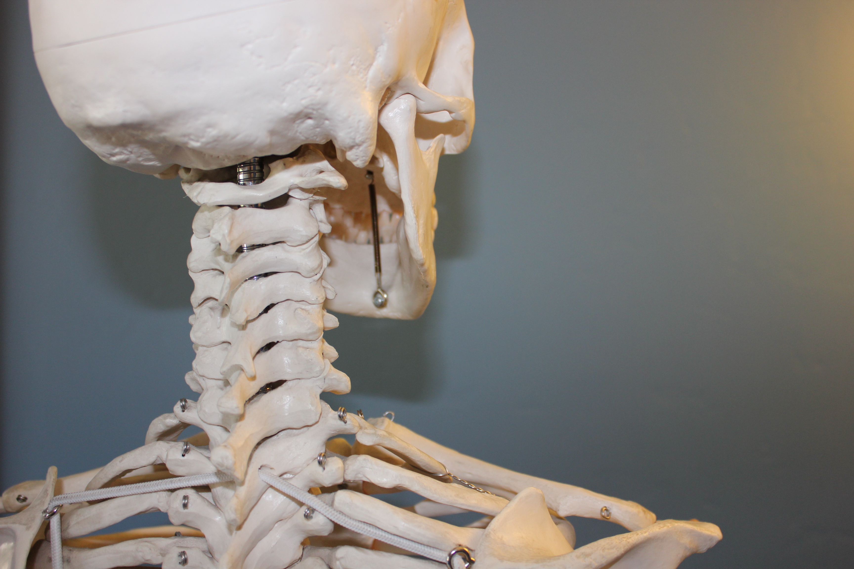 indoors, studio shot, spooky, human bone, skeleton, photo, table, body part, bone, science, still life, face, 2K, vertebrae, human, focus on foreground, HD Wallpaper