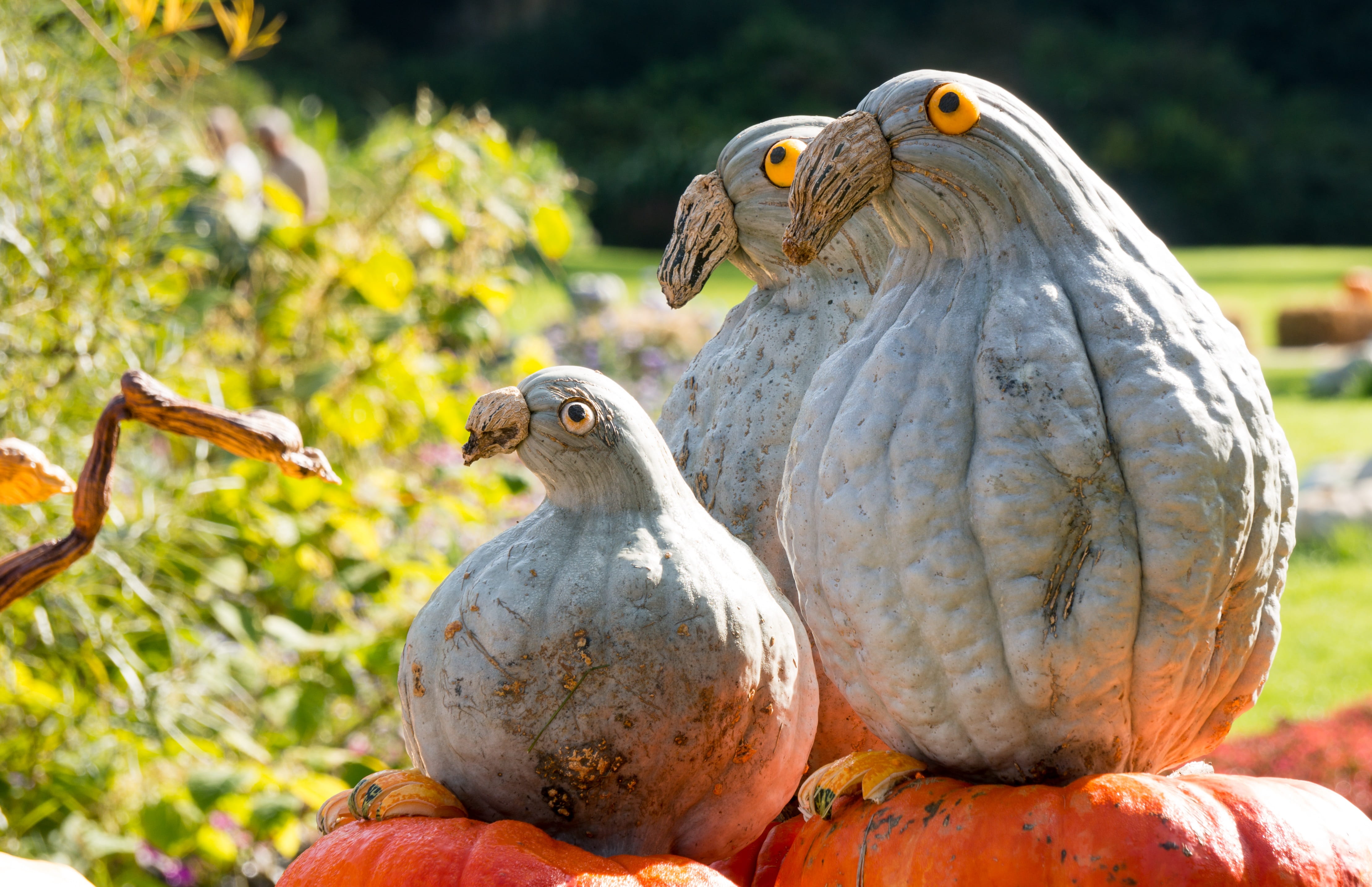 gray, falcon - bird, squash, on top, two animals, eagle, plant, tree, day, perching, orange, agriculture, bird, animals in the wild, art, brown, animal themes, HD Wallpaper