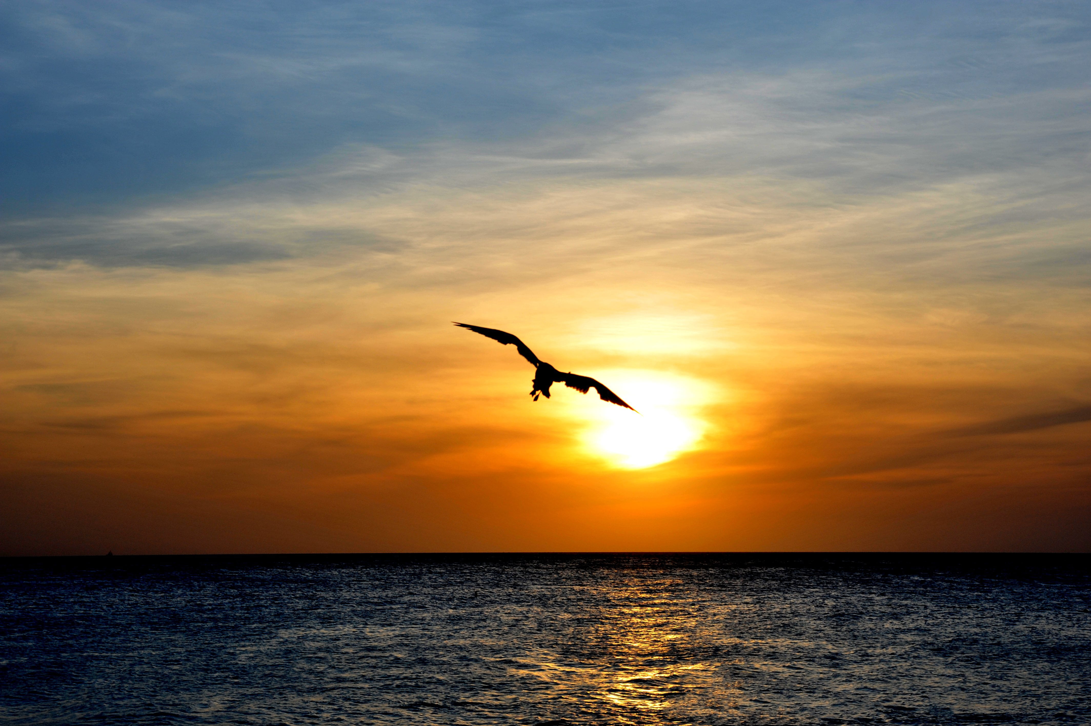 flying, spread wings, beauty in nature, scenics - nature, animals in the wild, animal wildlife, animal themes, mid-air, aruba, bird, sunset, photo, fowl, HD Wallpaper