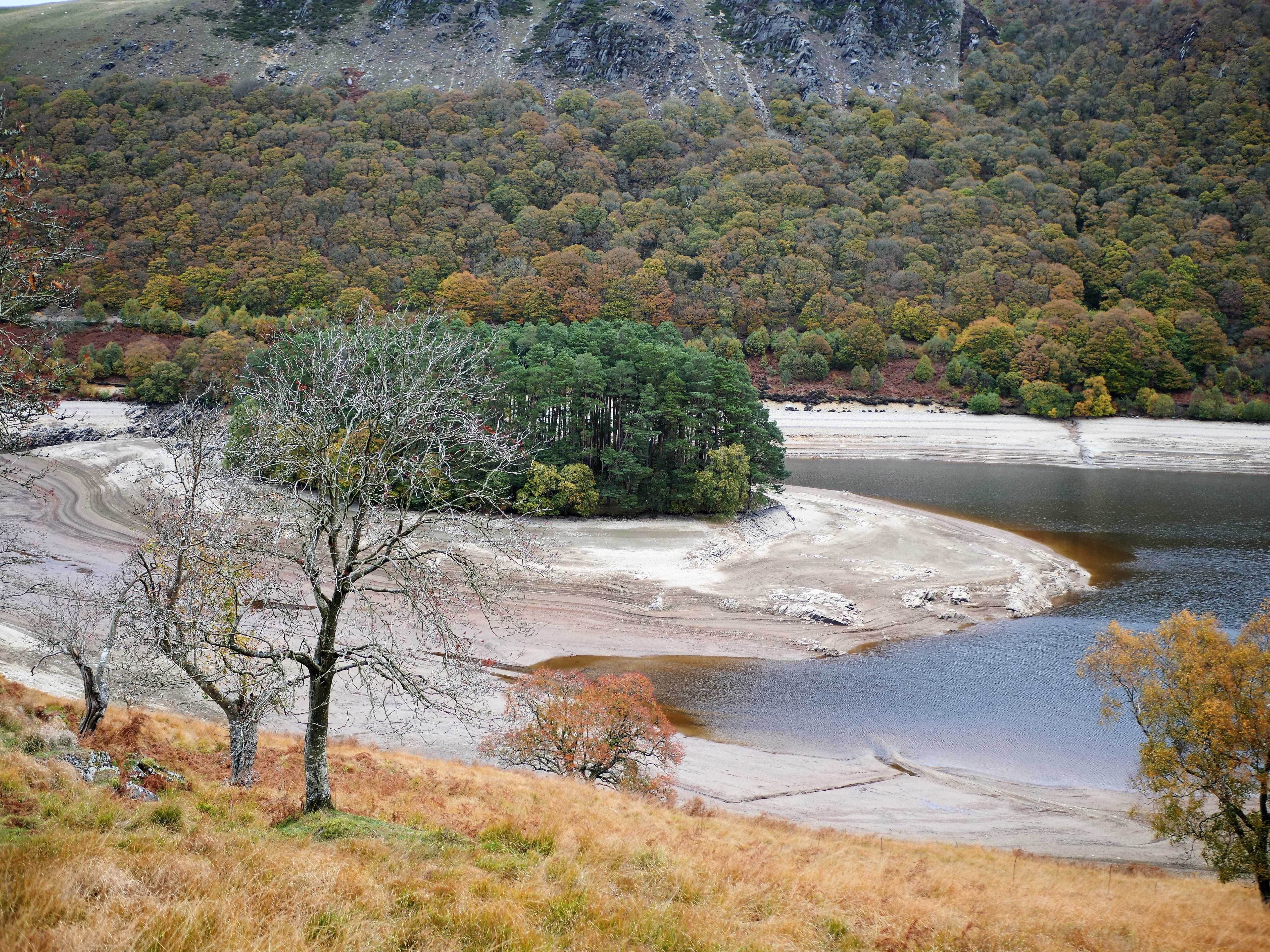 forest, day, no people, water, drought, growth, high angle view, green color, dehydrated, plant, river, wales, dry, nature, land, flowing water, environment, HD Wallpaper