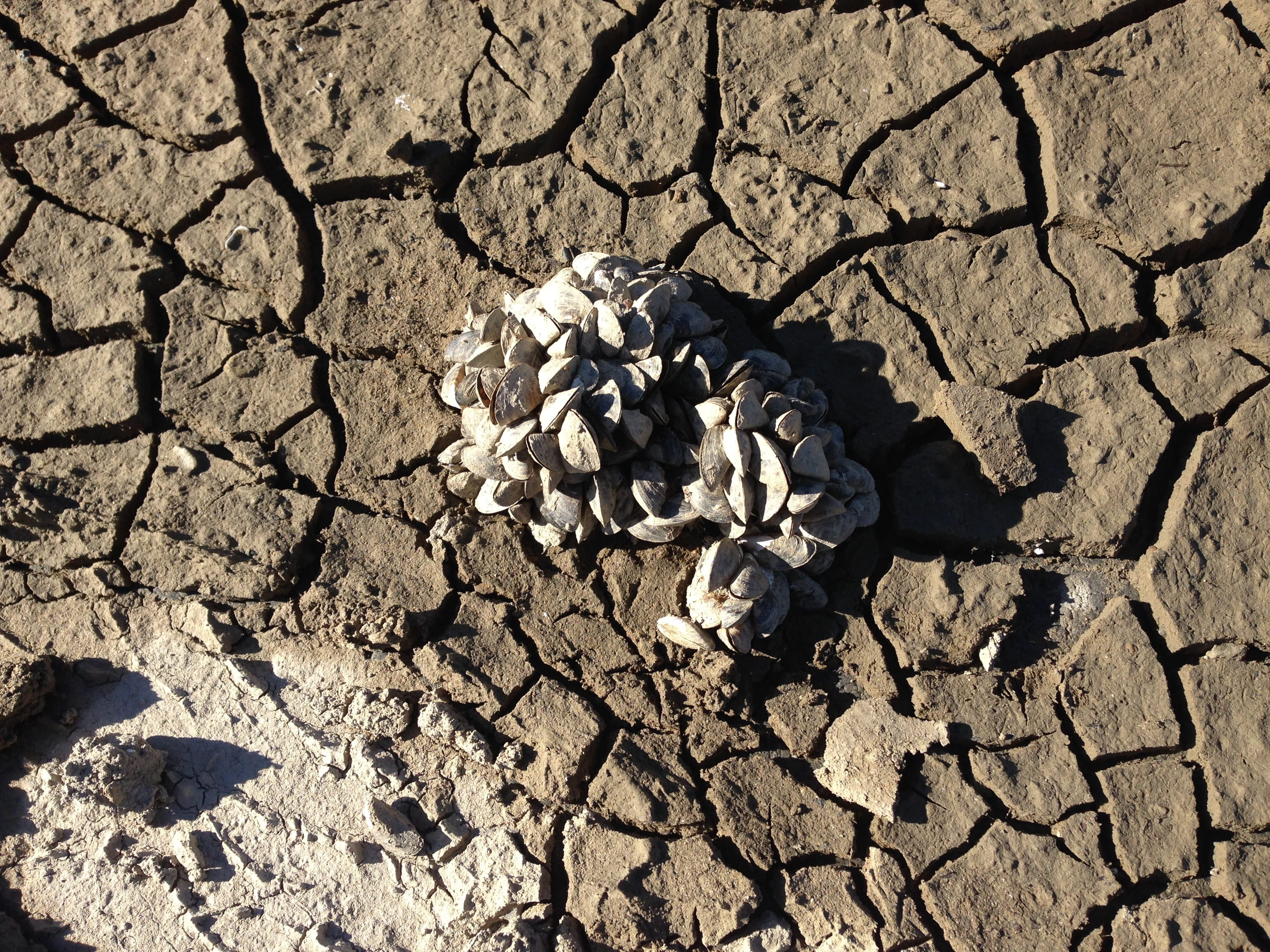 Earth, 2K, dirt, sunlight, Dry, Cracks, mud, nature, high angle view, no people, day, shadow, Dehydrated, cracked, outdoors, climate, drought, landscape, HD Wallpaper