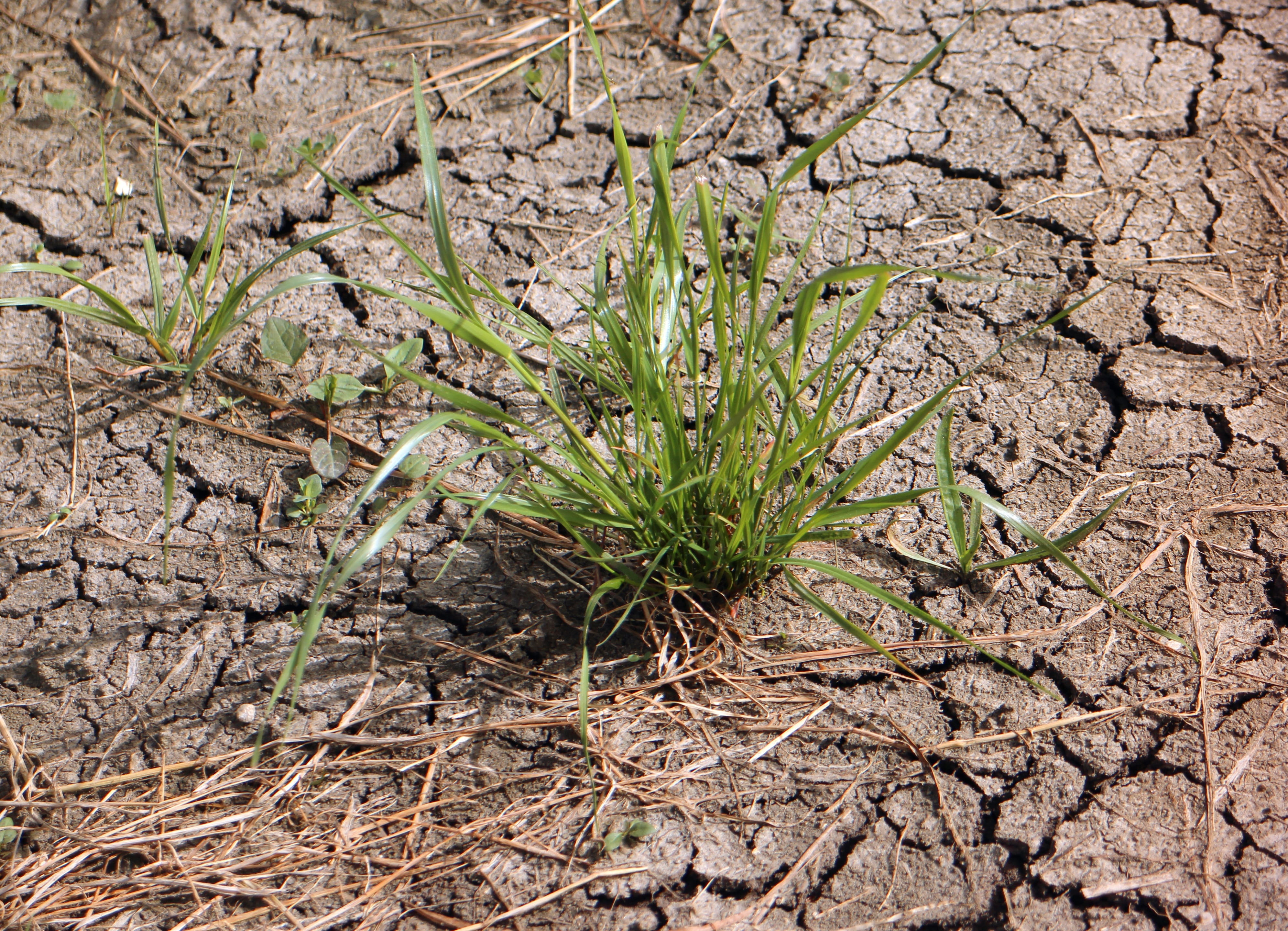Earth, cracked, dry, Drought, arid climate, nature, high angle view, field, grass, tree, Ground, environment, no people, scenics - nature, outdoors, beauty in nature, HD Wallpaper