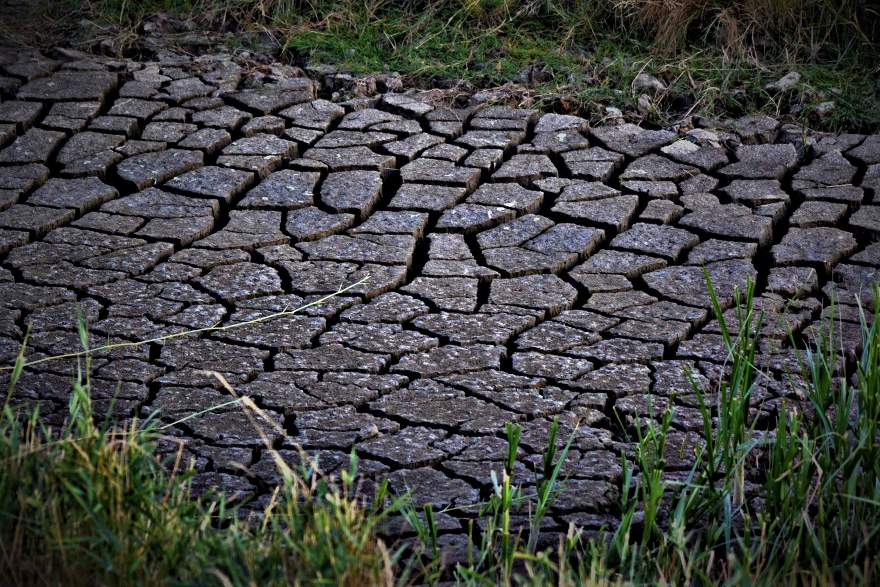 growth, dehydrated, earth, dry, drought, sand, outdoors, arid climate, 2K, grass, field, scenics - nature, textured, day, nature, environmental issues, HD Wallpaper