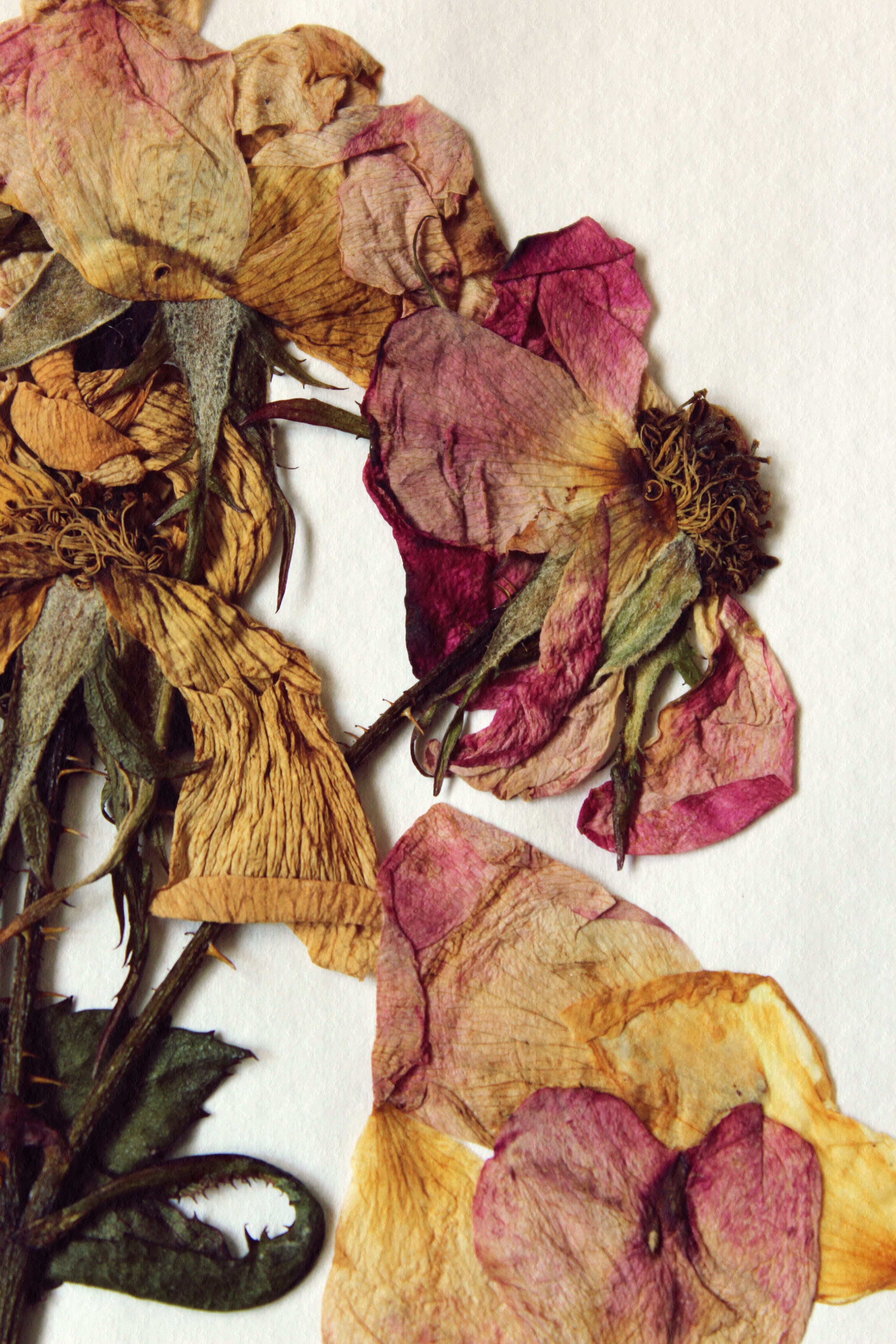 rose, plant part, change, 5K, arrangement, choice, leaves, dry, fragility, dried, table, flowering plant, preserved, dehydrated, close-up, food and drink, Phone HD Wallpaper