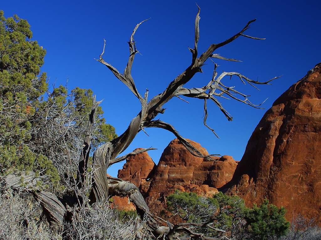 non-urban scene, rock - object, dead plant, eroded, tree, day, 480P, semi-arid, parching, bryce canyon, utah, tranquility, dehydrated, sky, tranquil scene, HD Wallpaper
