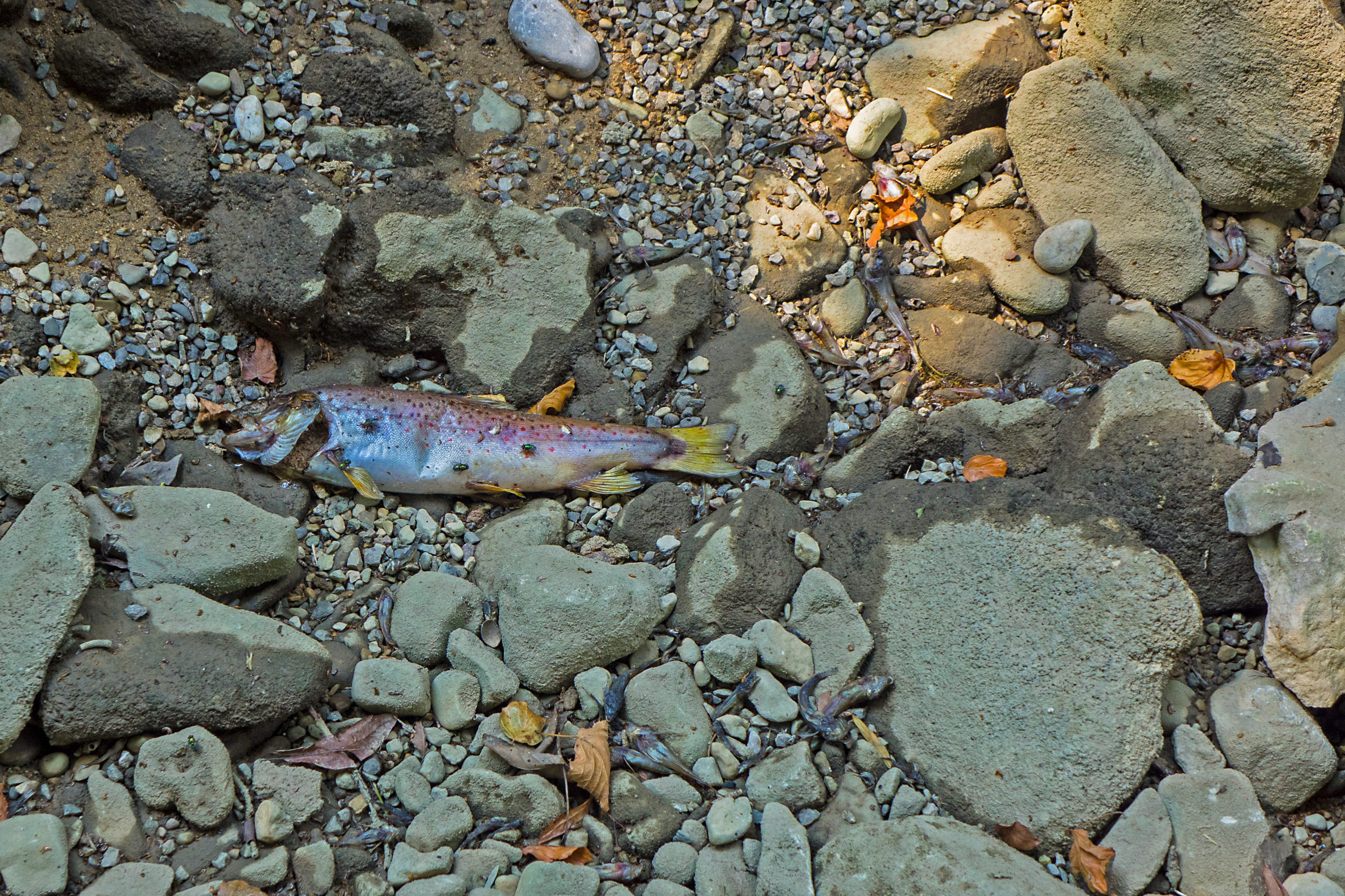 lack of water, stream bed, fish die, animal, day, rock, dry, animal wildlife, drought, no people, vertebrate, 4K, one animal, animal themes, dead fish, HD Wallpaper
