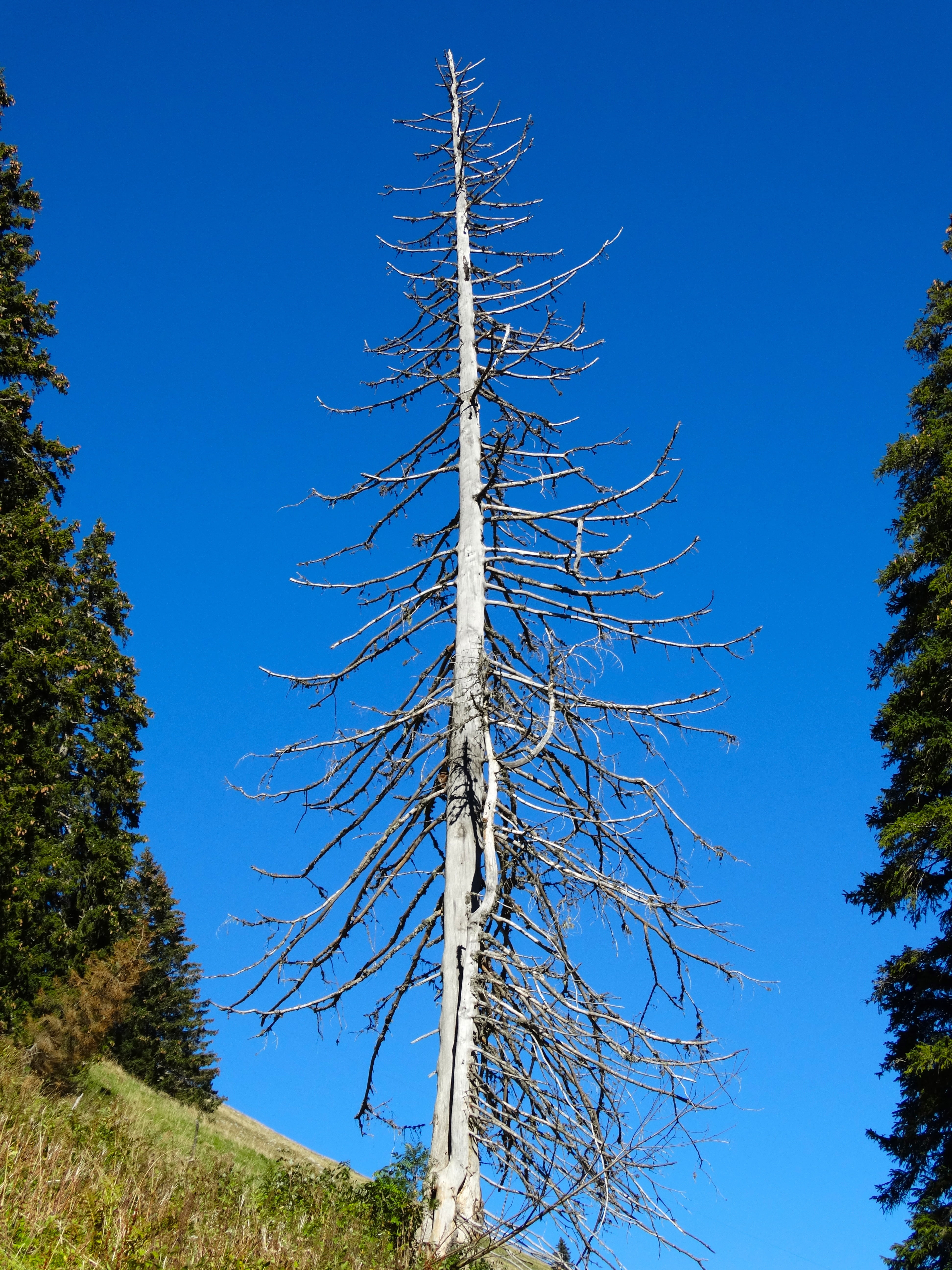 coniferous tree, day, tree trunk, storm damage, outdoors, dehydrated, fir, plant, sky, sunlight, no people, 5K, tranquility, scenics - nature, low angle view, Phone HD Wallpaper