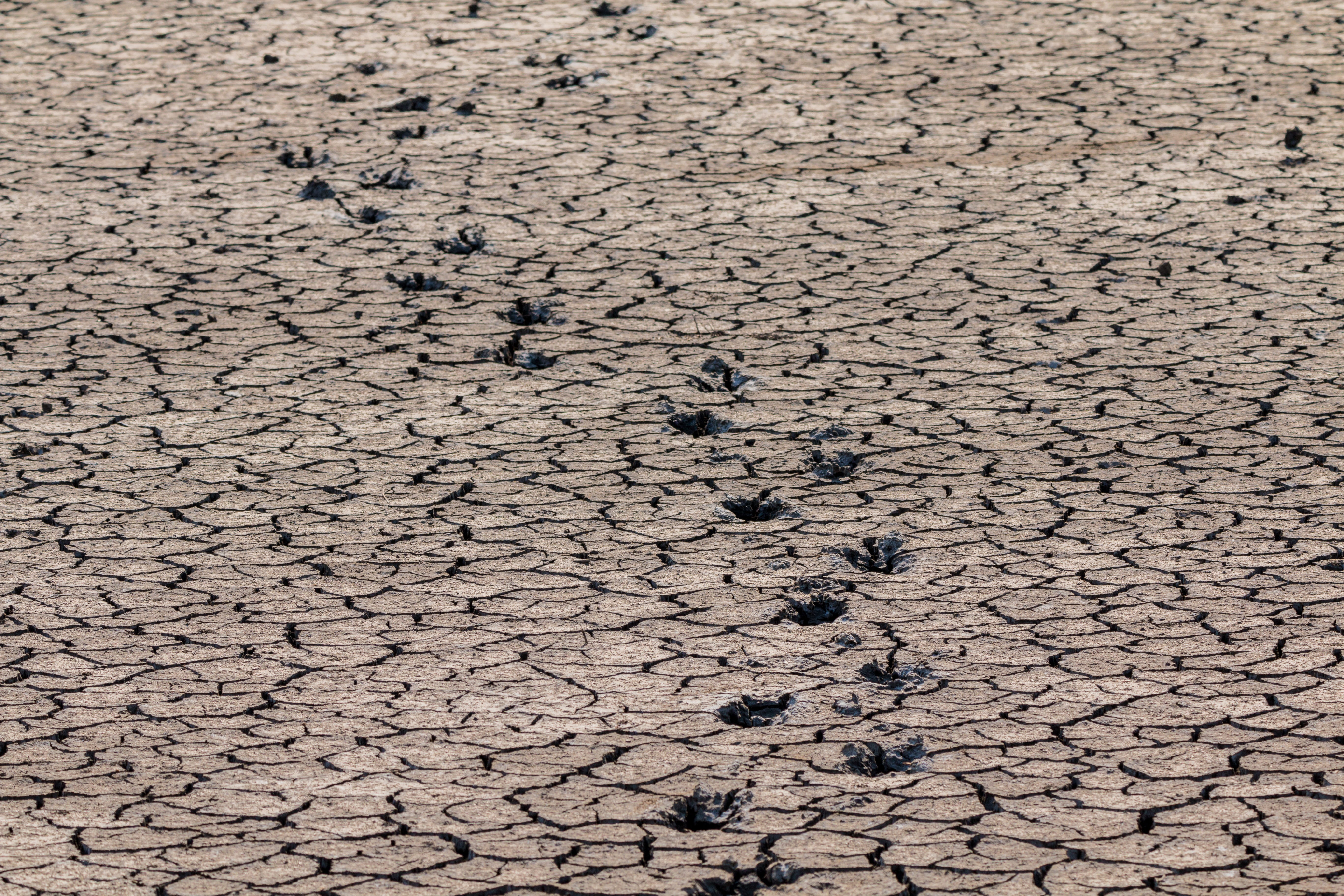 drought, away, textured, animal, 5K, arid climate, vertebrate, swamp, land, animals in the wild, target, cracked, nature, high angle view, outdoors, group of animals, HD Wallpaper