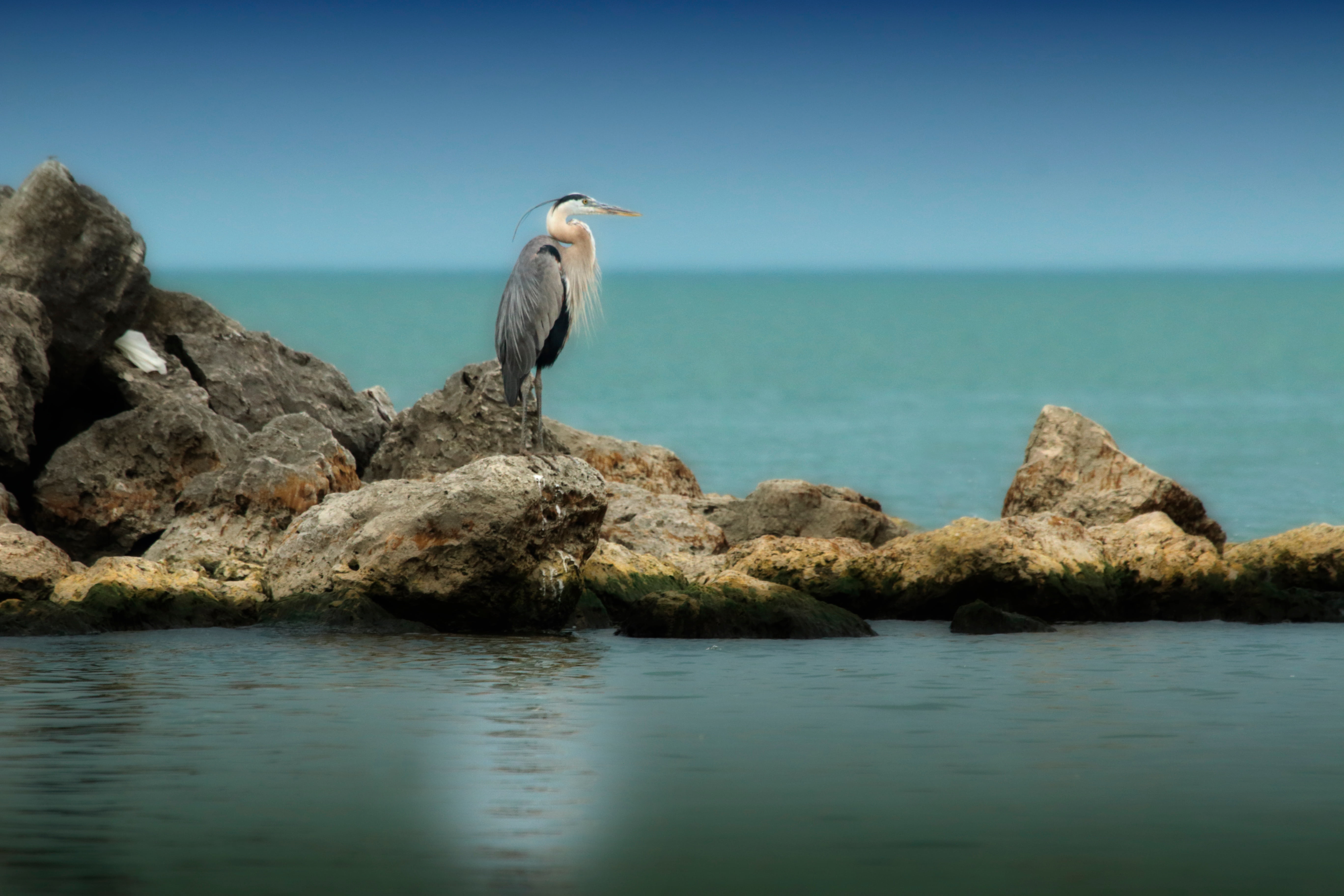 white, ocean, 5K, day, mammal, water, formation, long, surrounded, no people, body, sea, blue. water, scenics - nature, stone, outdoors, sky, animals in the wild, HD Wallpaper