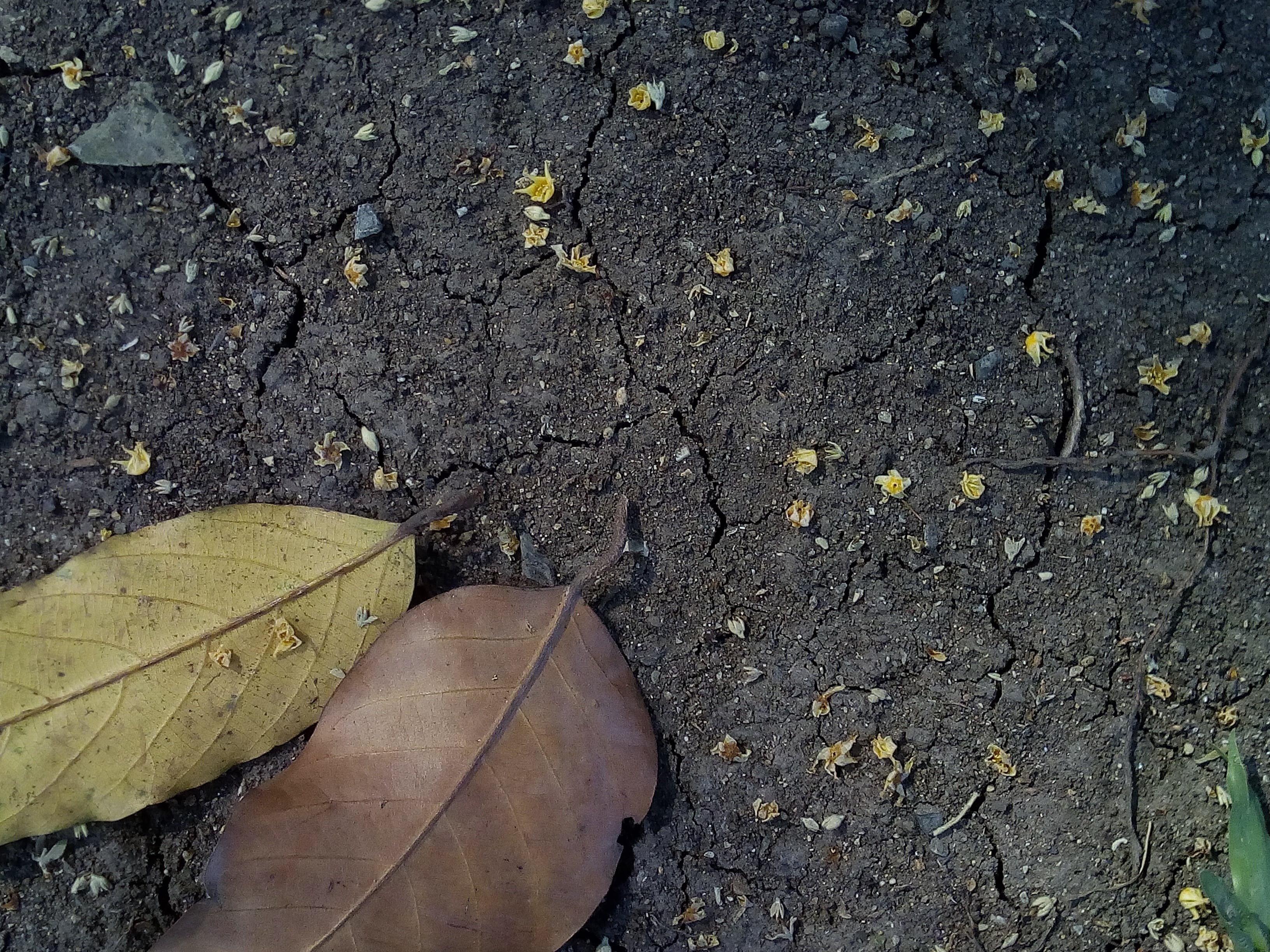 close-up, autumn leaves, 2K, yellow, change, cracked, leaf vein, green, road, brown, alopecia, plant, the ground, soil, day, ground, high angle view, autumn, HD Wallpaper
