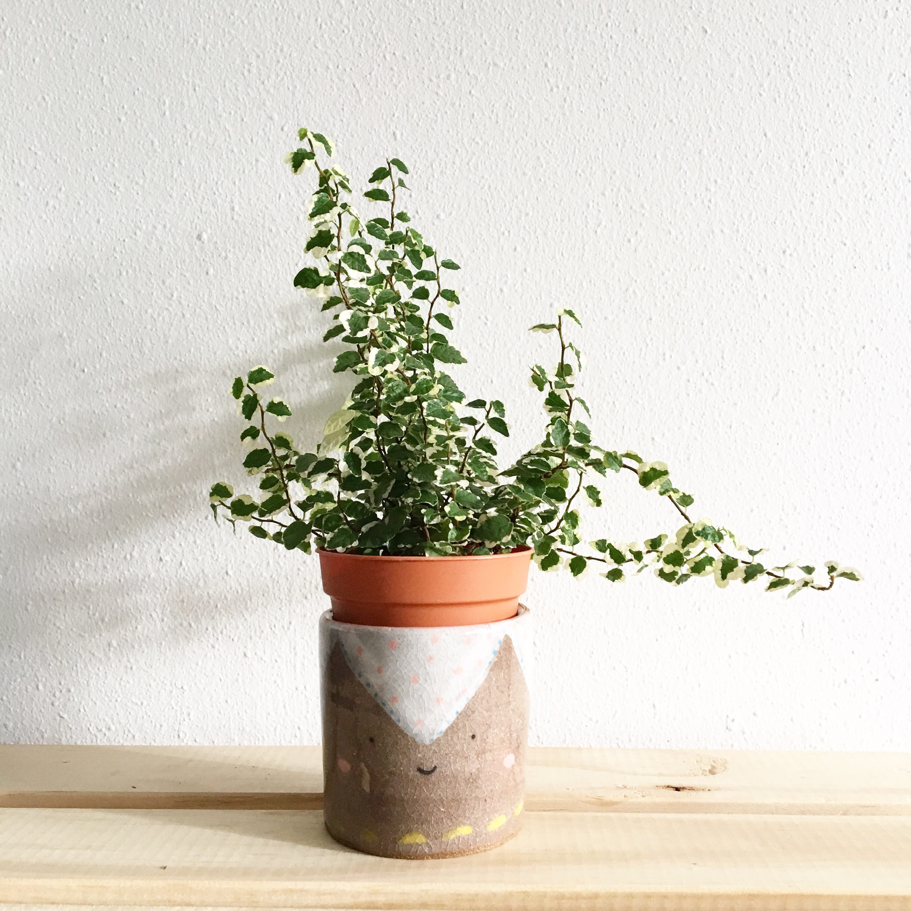 day, fresh, light, decoration, cute, green, freshness, daylight, houseplant, plant, growth, white background, ecology, pottery, potted, still life, maturation, Phone HD Wallpaper