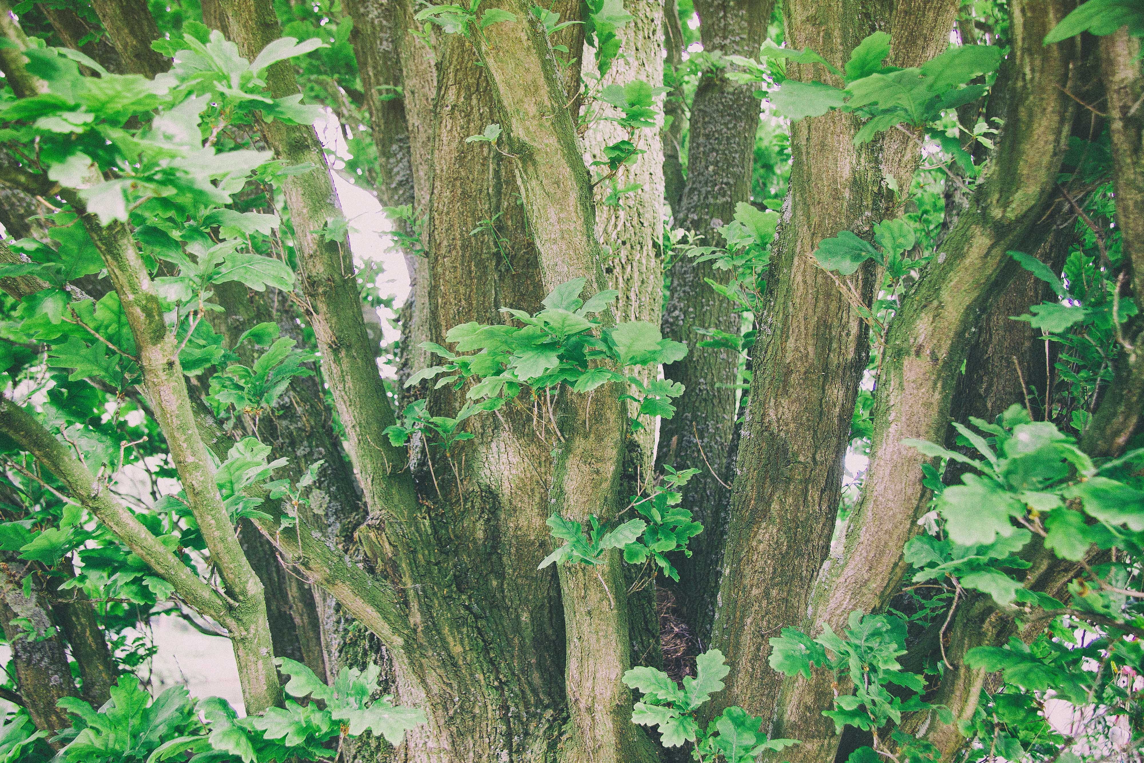 nature, shadow, growth, bark, lighted, sunlight, hue, twig, wood - material, color, green, colorful, surface, arrangement, grass, young, abstraction, outdoors, HD Wallpaper