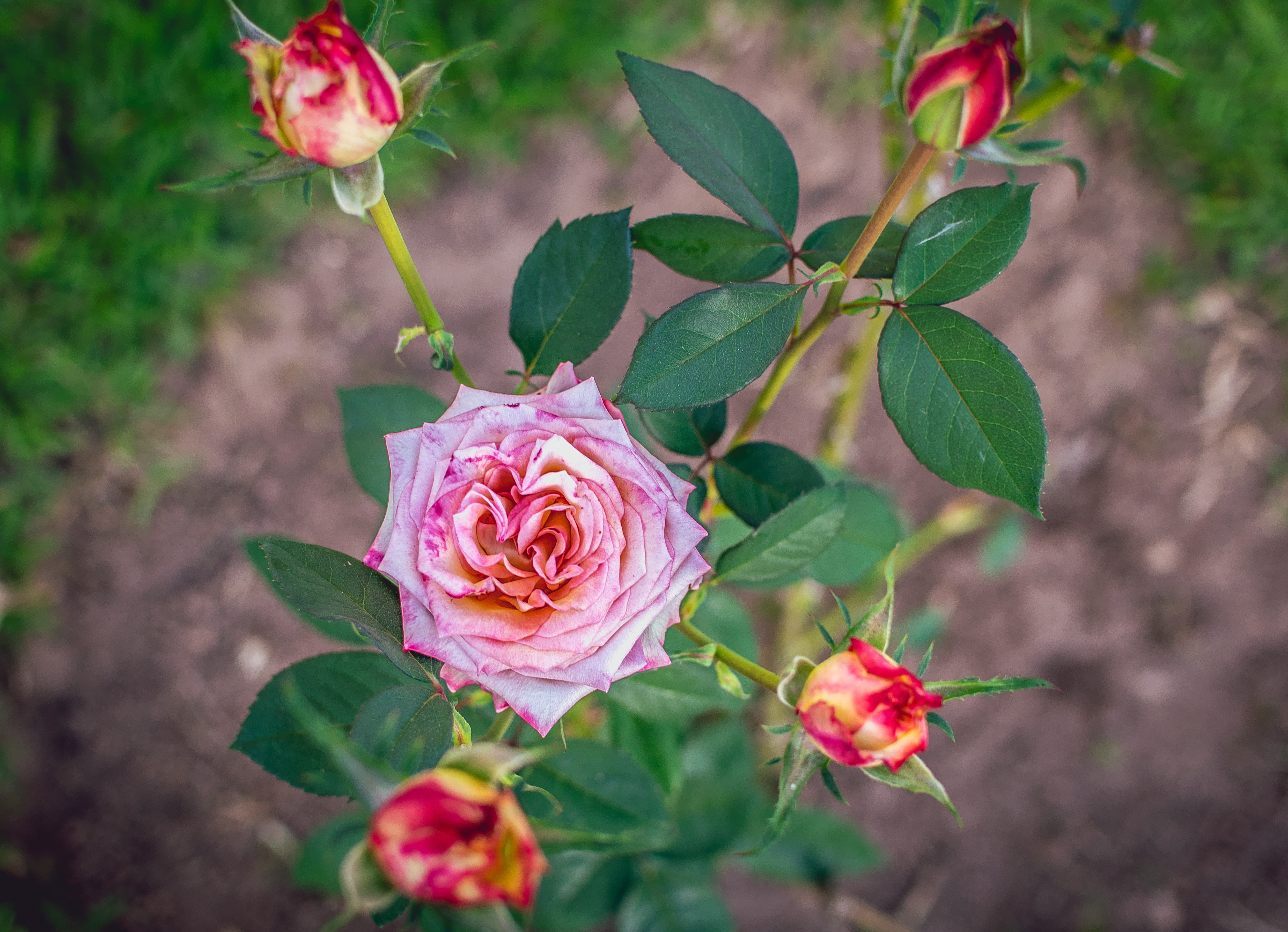 brazilian cerrado, focus on foreground, no people, flower, rosa, no person, goiânia, rose, bouquet, 5K, leaf, cerrado, landscapes, fragility, goiania, HD Wallpaper