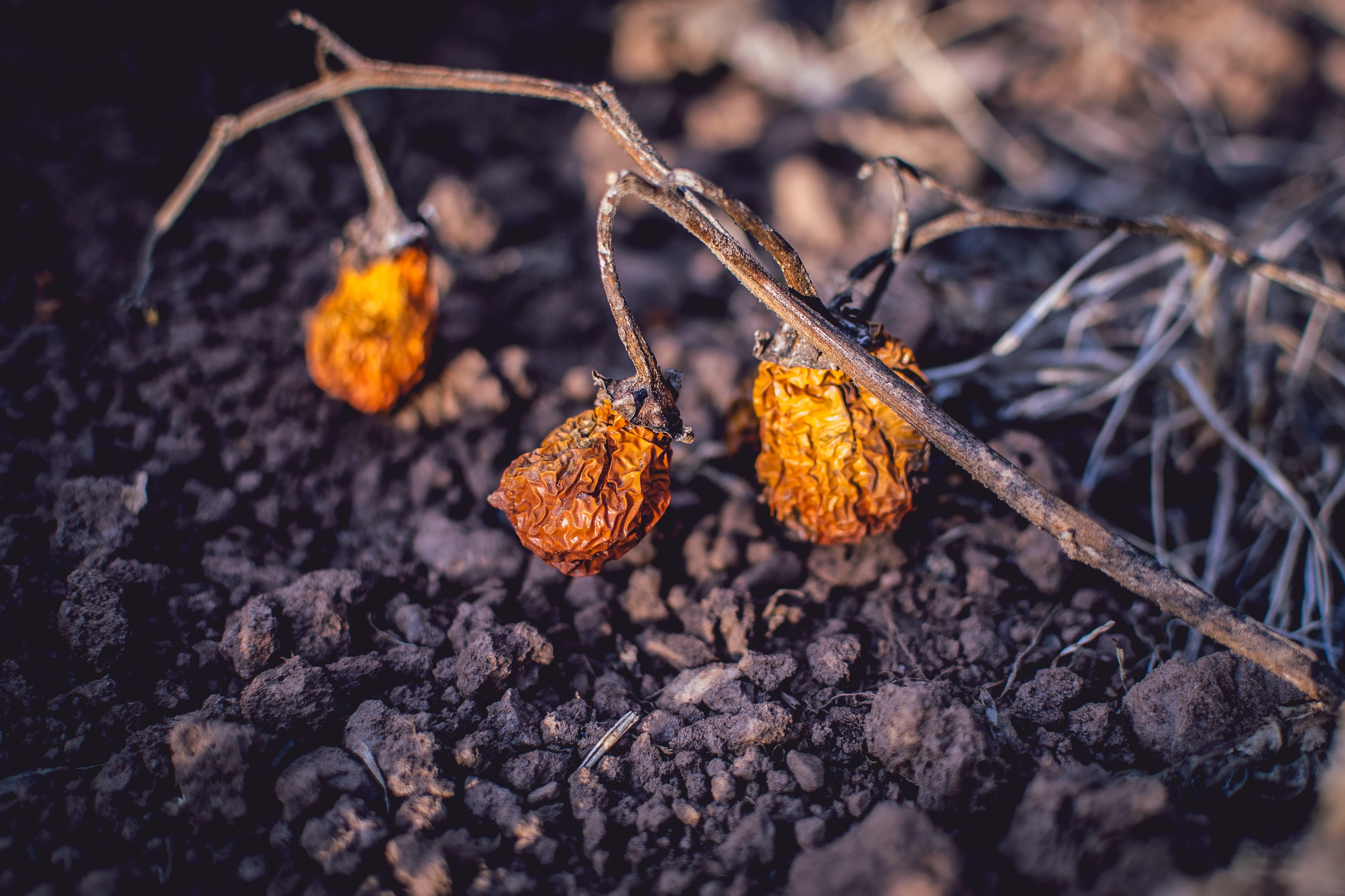 freshness, goiania, orange color, tree, close-up, day, no people, 5K, brazil, winter, scarlet eggplant, goiás, dry land, brown, fruit, twig, goias, selective focus, HD Wallpaper
