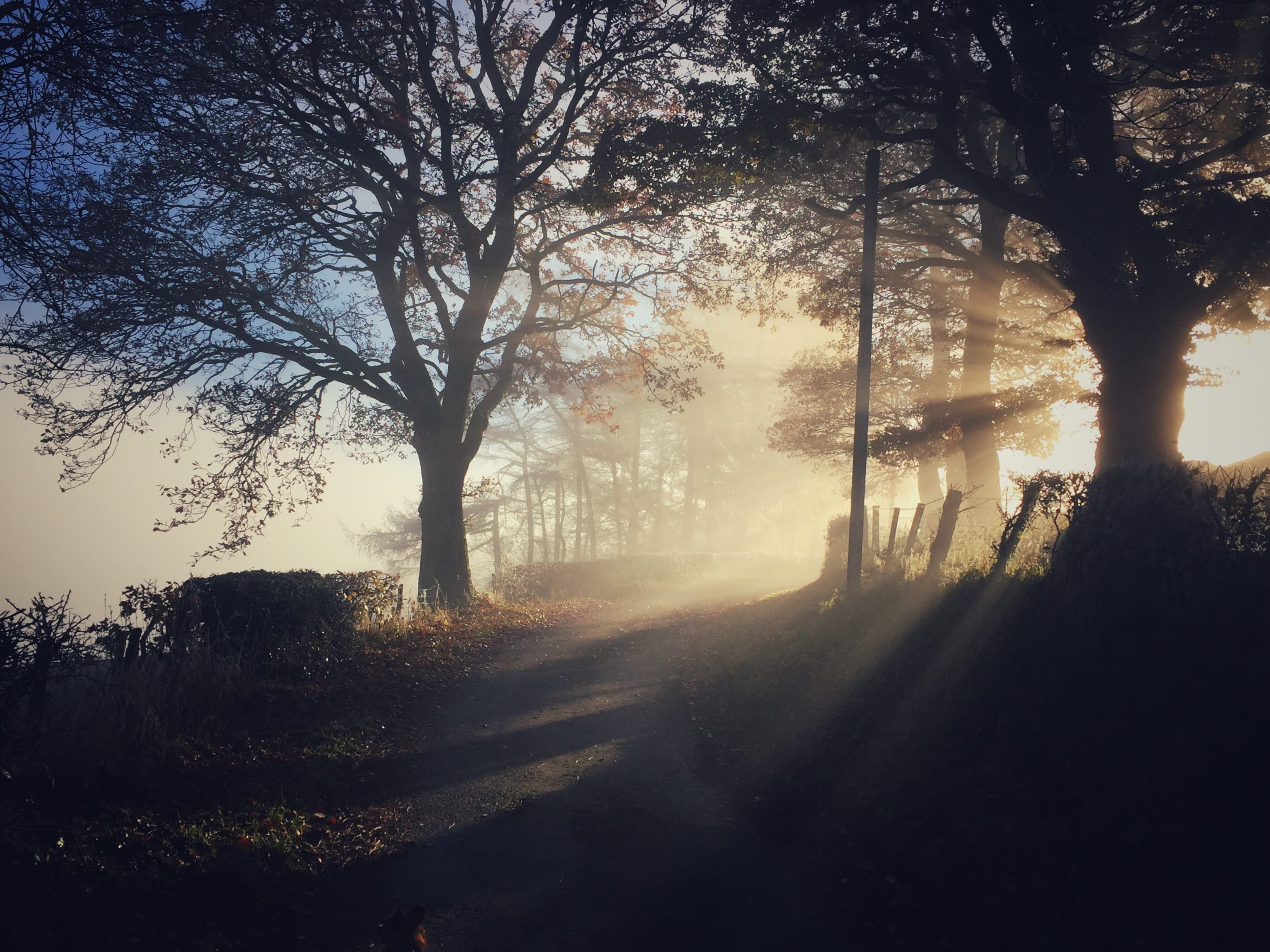 forest, empty, the way forward, sunlight, no people, daytime, rural Scene, trees, pathway, woodland, tranquil Scene, tranquility, tree, Afternoon, landscape, HD Wallpaper