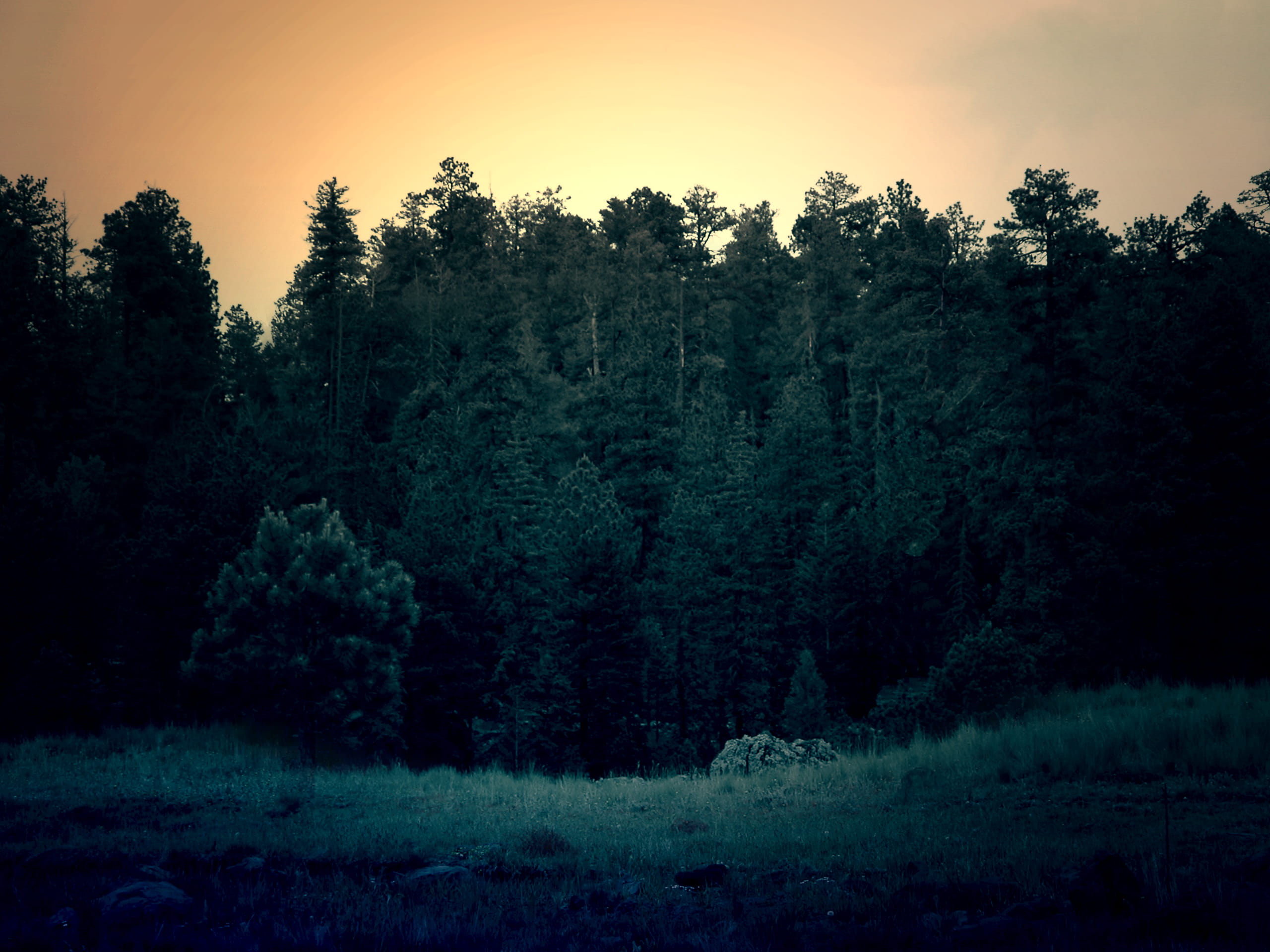 shallow, plant, dark, landscapes, idyllic, beauty In Nature, outdoors, no People, scenics - nature, land, coniferous tree, trees, focus, non-Urban Scene, HD Wallpaper