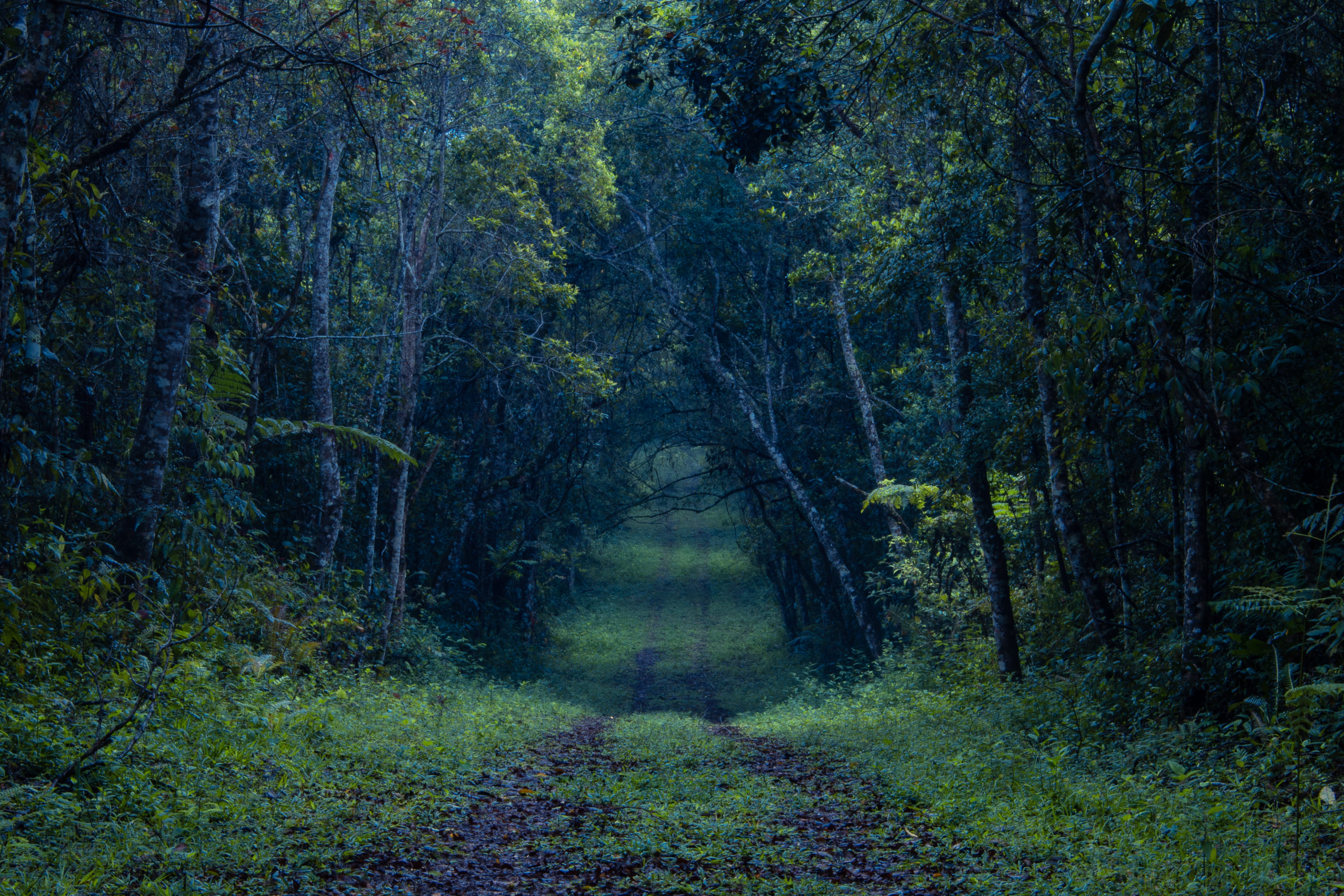 road, landscape, path, brazil, growth, jungle, scenery, the way forward, gravel, tranquil scene, trail, outdoors, tree, flora, green color, brown, scenics - nature, HD Wallpaper