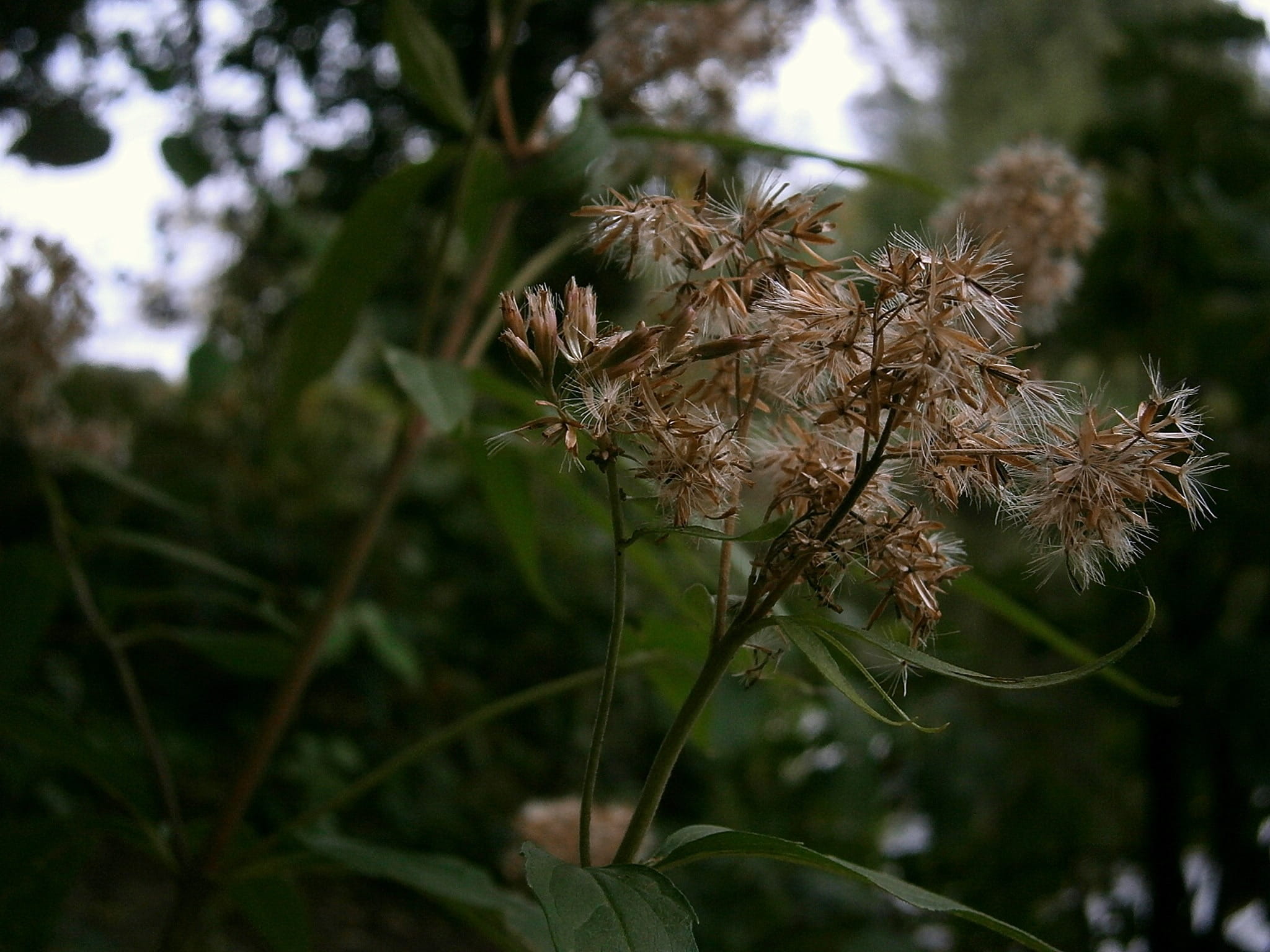 Grass, Brown, beauty in nature, close, dead plant, day, coniferous tree, flowering plant, selective focus, vulnerability, dry, freshness, flower, dehydrated, HD Wallpaper