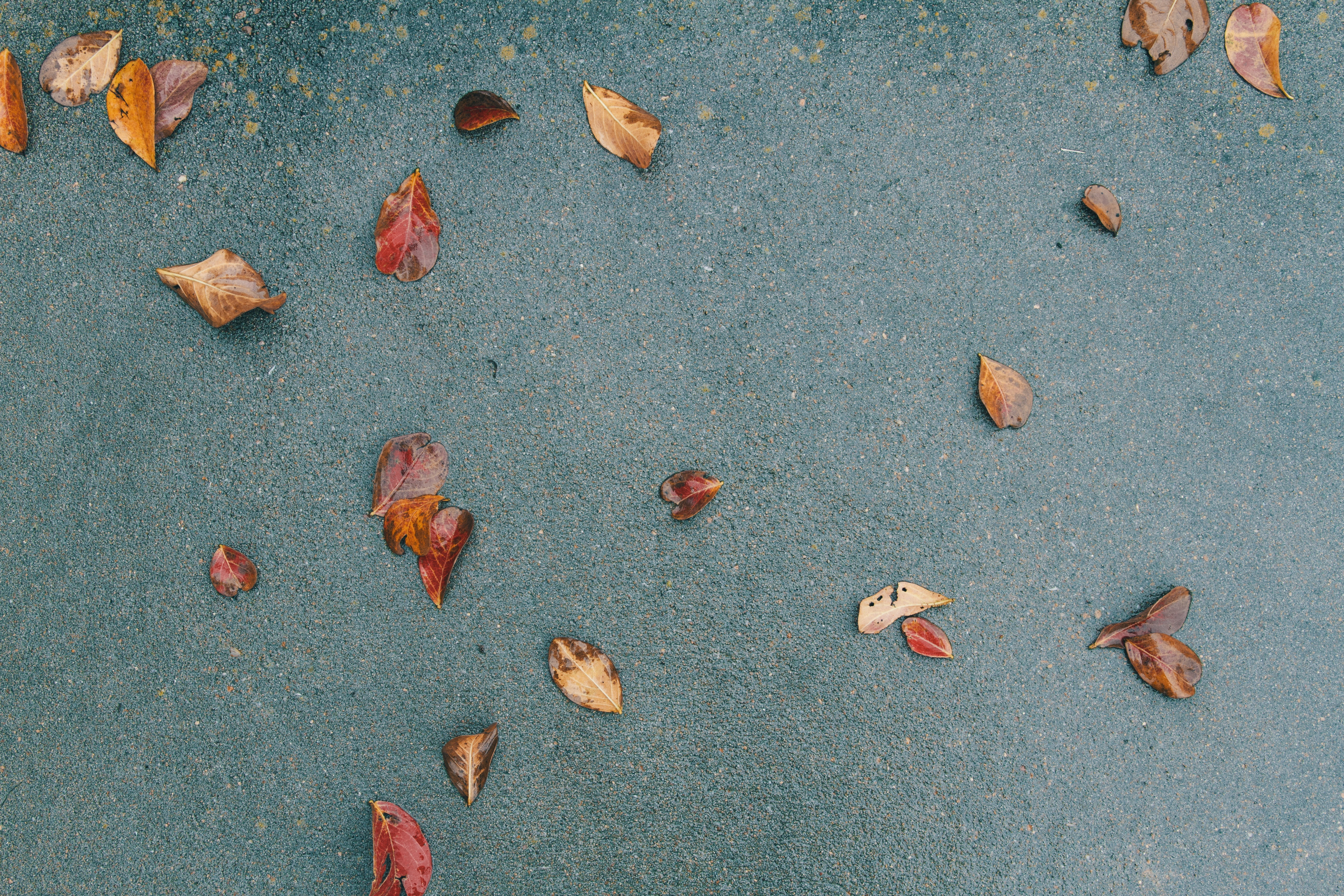 backgrounds, full frame, no people, leaves, autumn, land, ground, daytime, still life, outdoors, plant part, high angle view, day, nut, pavement, beauty in nature, HD Wallpaper