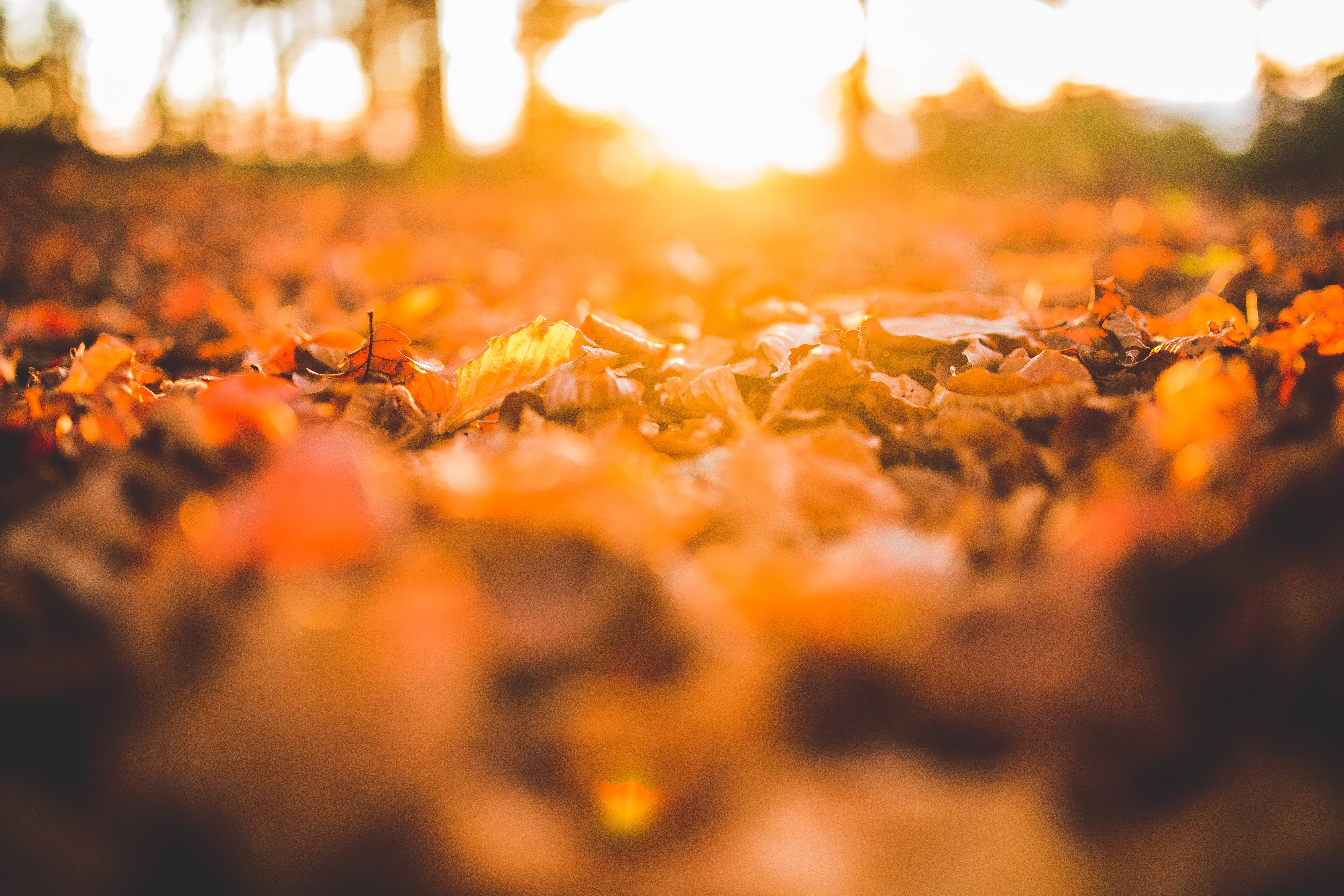no people, maple leaf, sunlight, sun rays, day, selective focus, yellow, 5K, beauty in nature, change, leaf, floor, field, natural condition, sunshine, HD Wallpaper