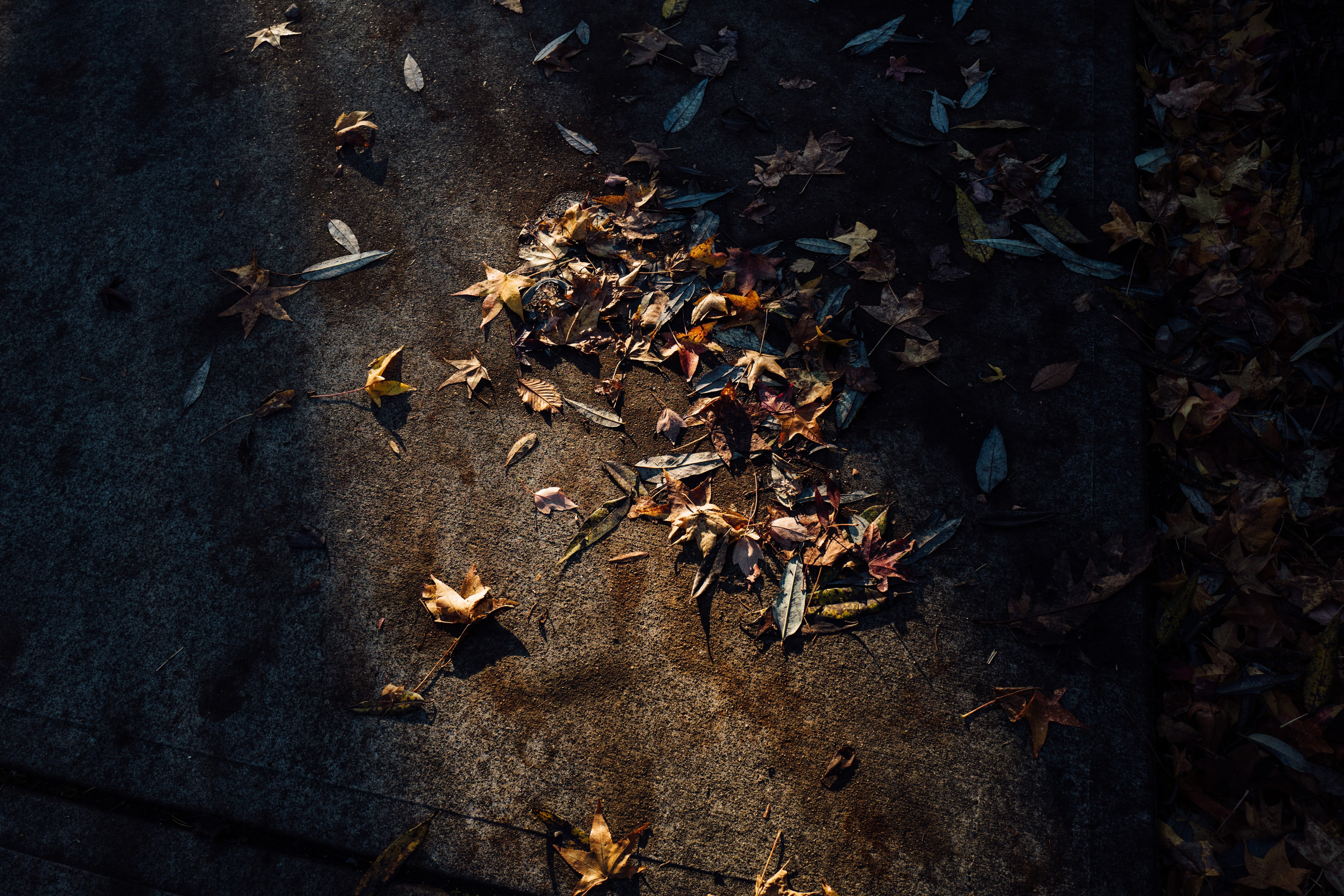 land, change, dry, animal themes, beauty in nature, plant part, photography, ground, outdoors, leaf, sunlight, high angle view, color Image, surface, large group of animals, HD Wallpaper