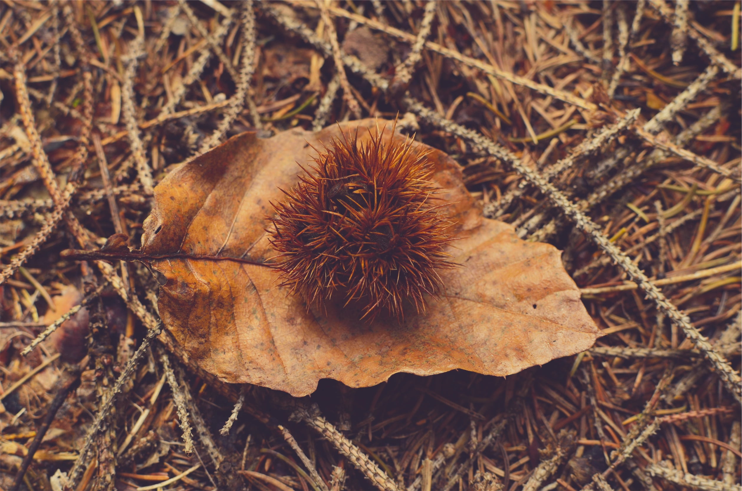ground, leaf, plant, land, food, dry, focus on foreground, field, high angle view, nature, fungus, plant part, close-up, withered, freshness, grass, fruit, HD Wallpaper