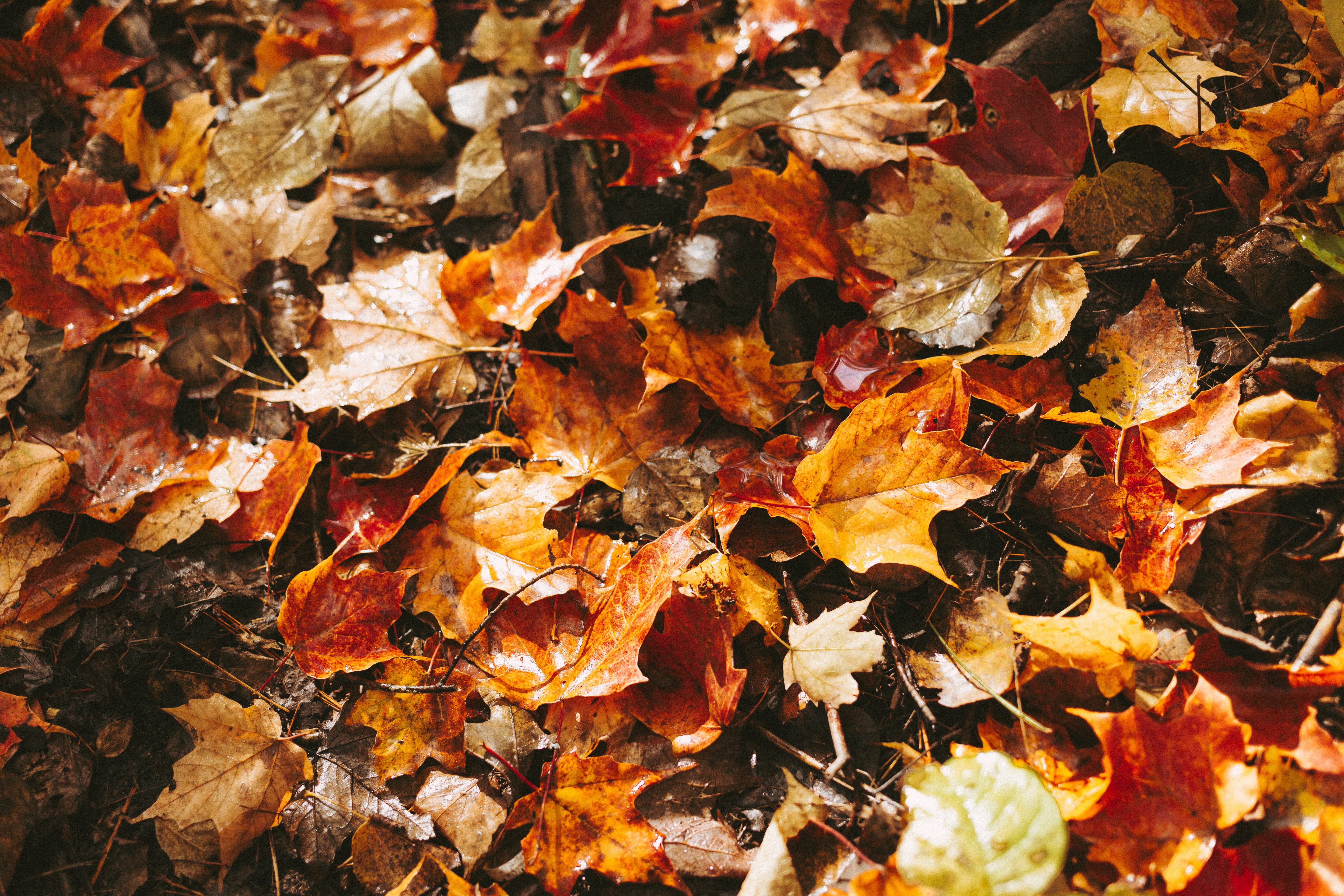 fall, plant part, change, brown, leaf, high angle view, autumn, maple, outdoors, forest, no people, natural condition, close-up, fragility, beauty in nature, HD Wallpaper