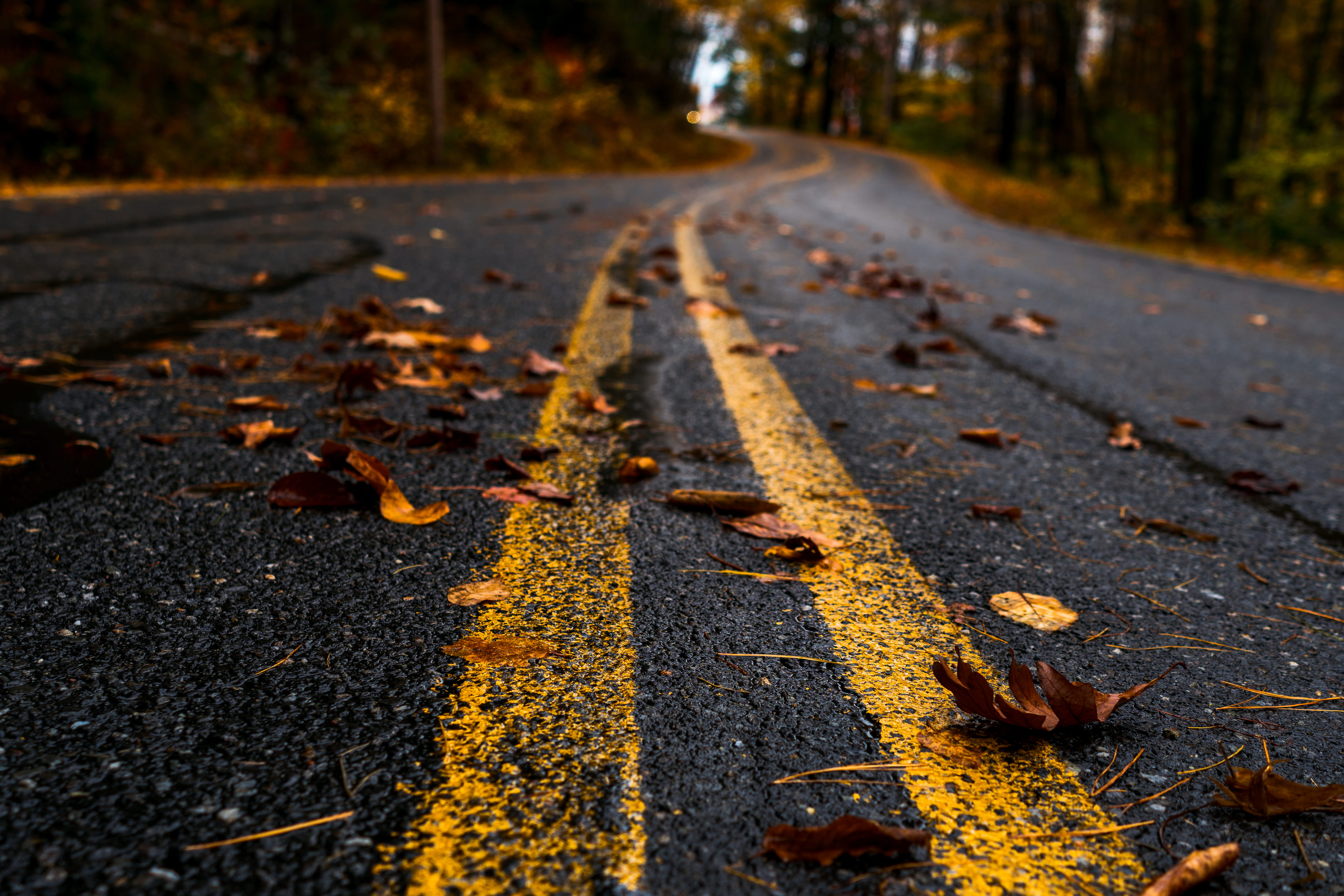 plant, road, tranquility, lines, 5K, leaf, autumn, surface level, outdoors, tree, fallen, street, day, ground, focus on foreground, the way forward, plant part, HD Wallpaper