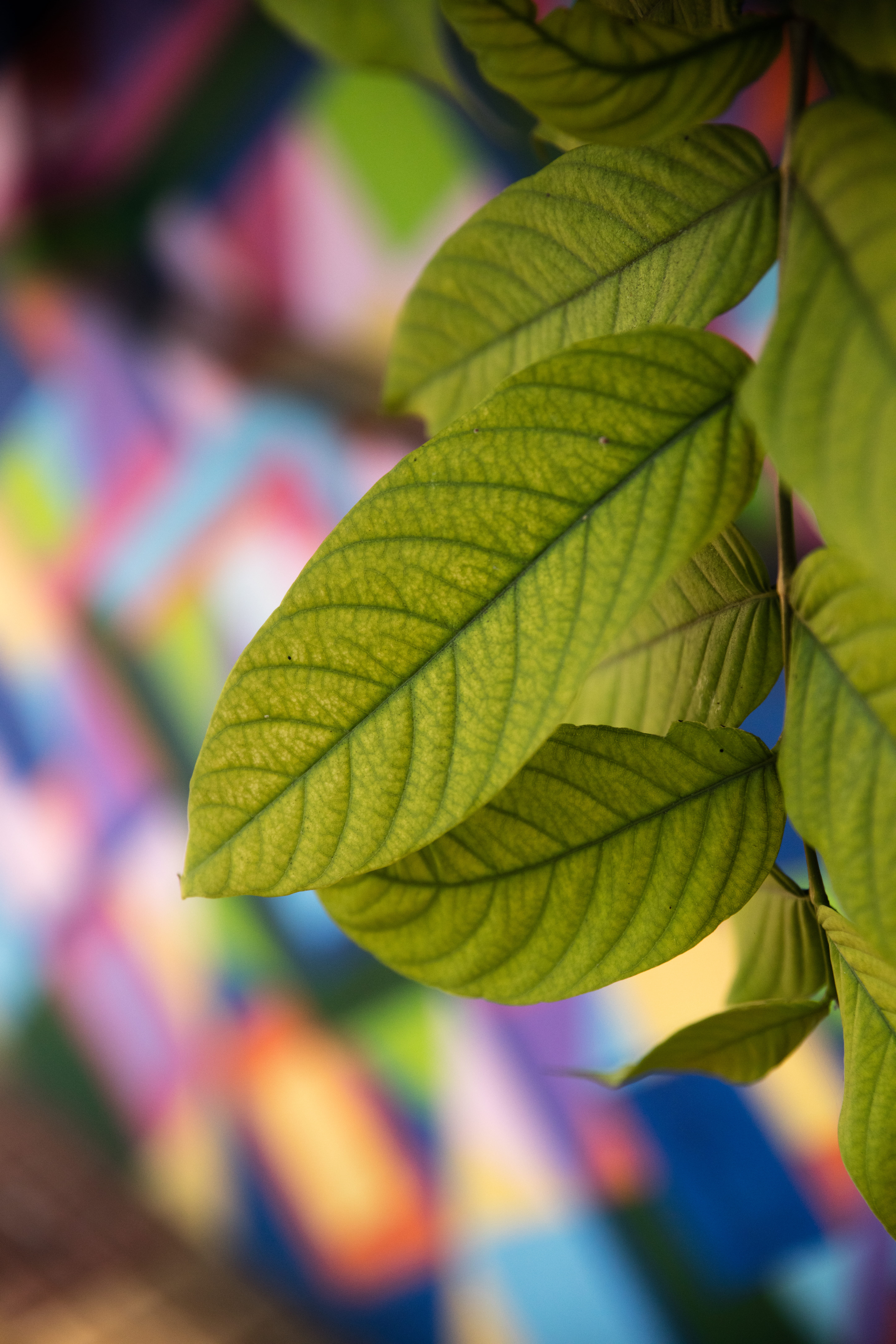selective focus, colorful, india, green color, autumn, growth, leaf vein, patrick hendry, outdoors, focus on foreground, 8K, leaf, plant, multi colored, Phone HD Wallpaper