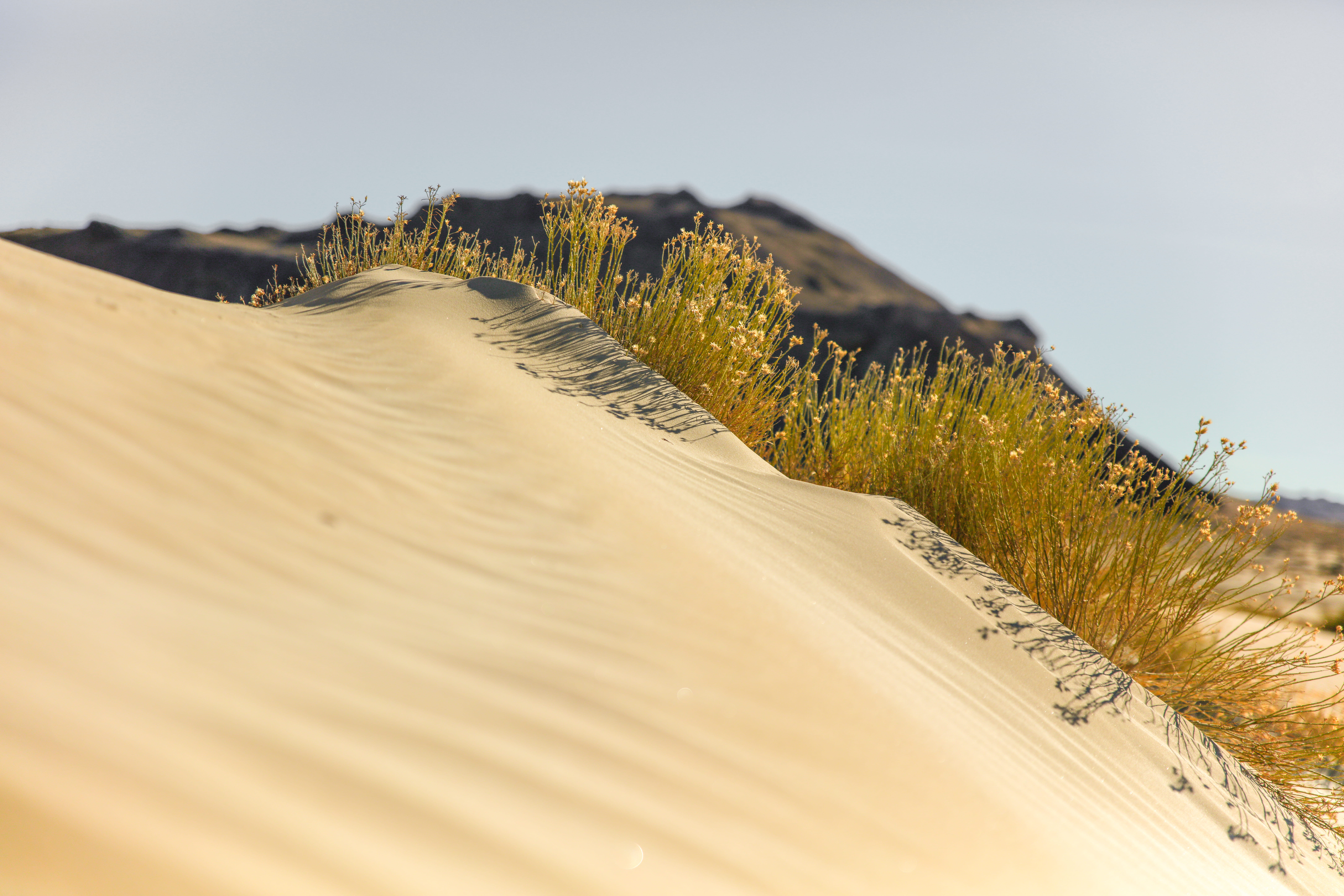 no people, low, climate, plant, environment, day, utah, plants, grass, scenics - nature, tranquility, desert, landscape, yellow, travel destinations, sand, HD Wallpaper