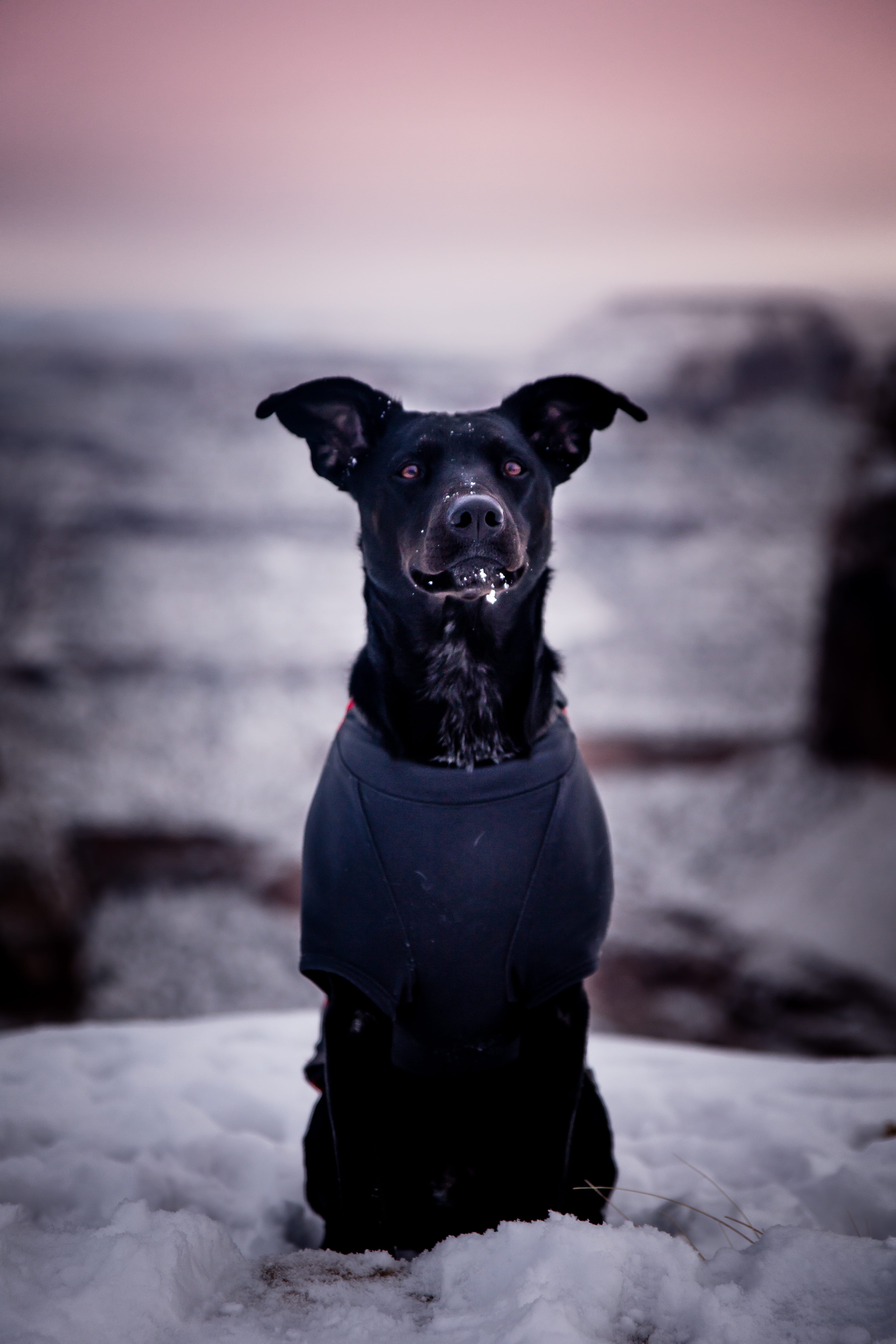 animal, hood, short, labrador retriever, sitting, footwear, canine, portrait, dog, patrick hendry, no people, domestic, black color, shirt, rock, mammal, Phone HD Wallpaper