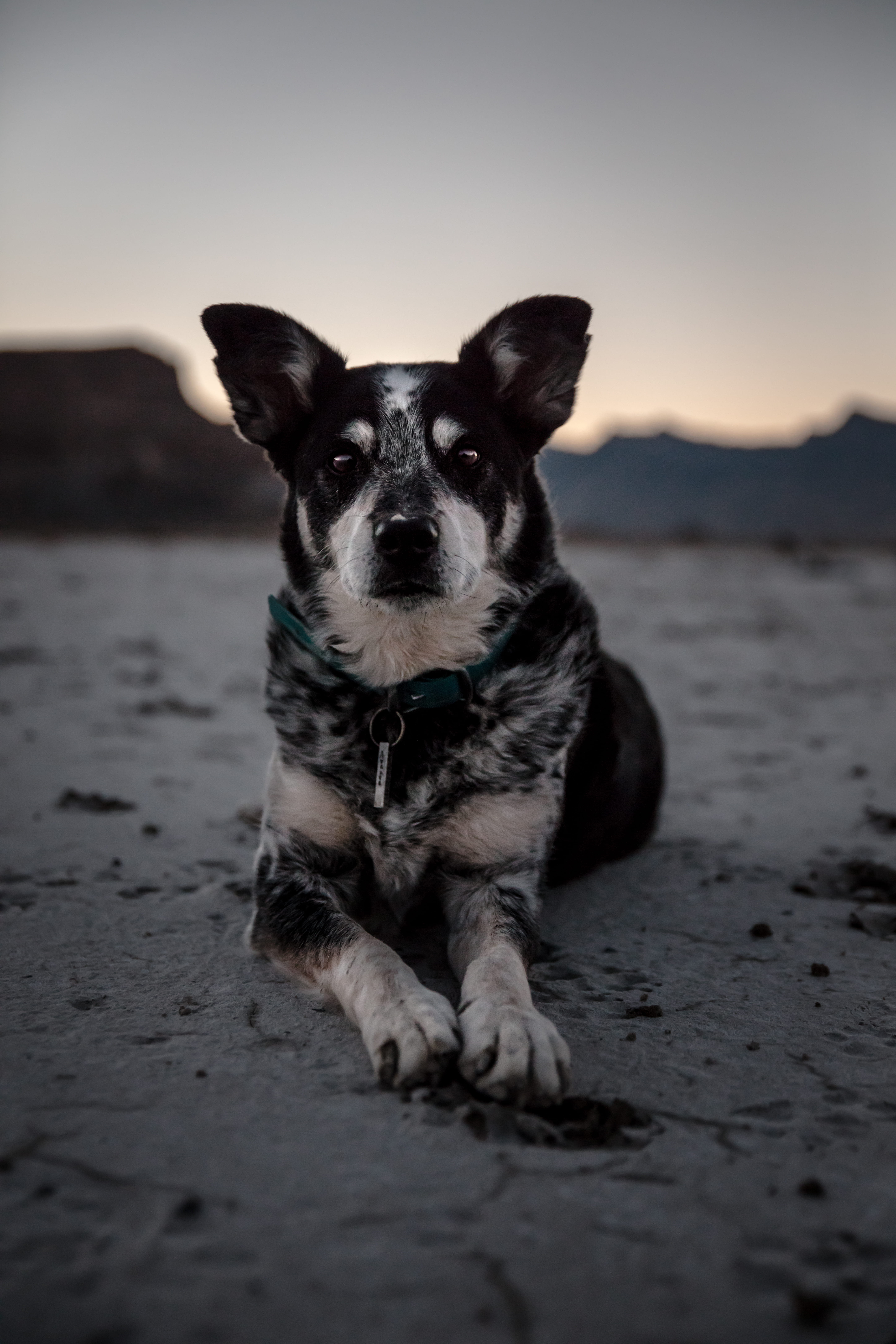 coated, land, landscape, sunrise, face, dog, portrait, mammal, sky, black, utah, nature, desert, vertebrate, focus, patrick hendry, coast, beach, sand, Phone HD Wallpaper