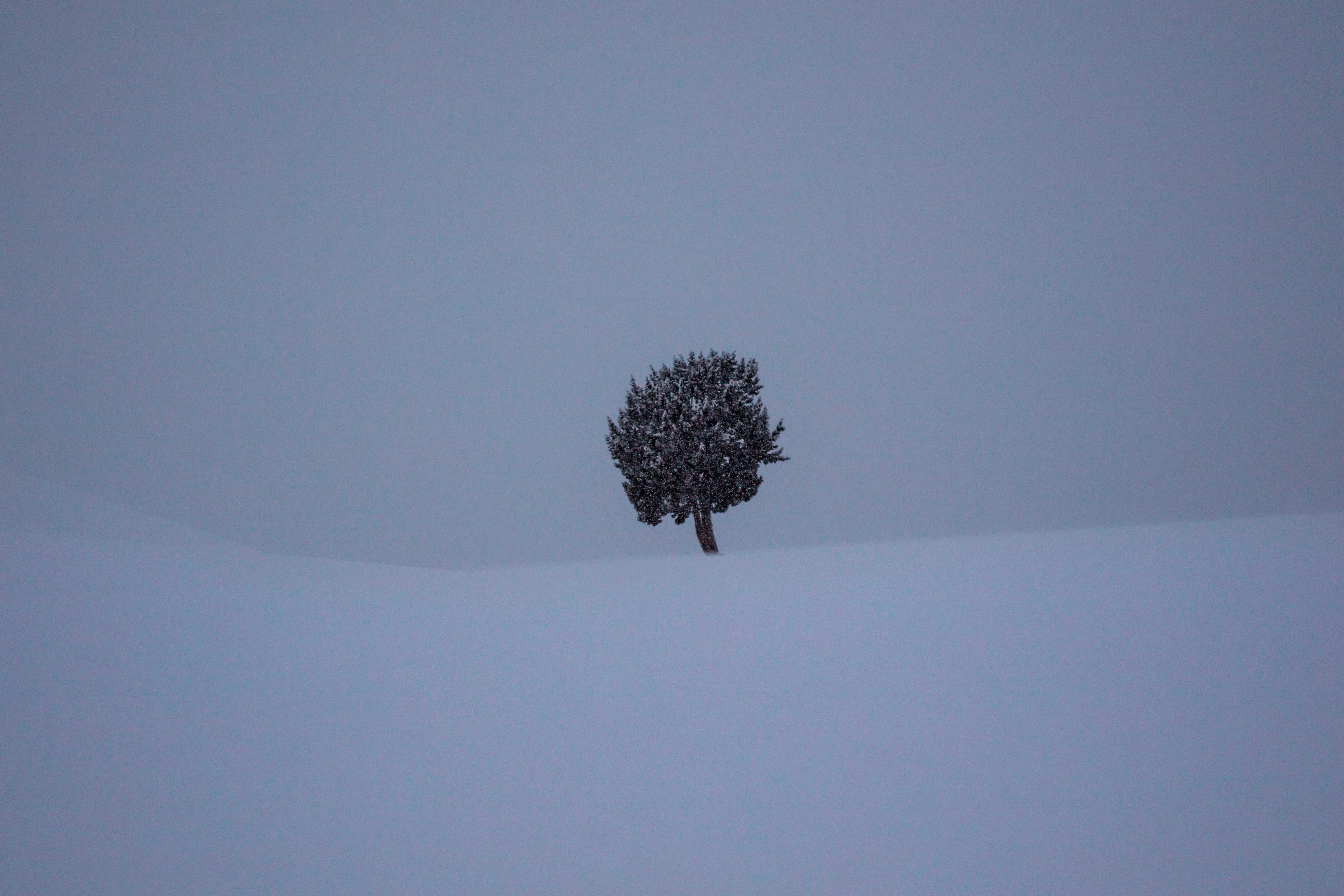 snow, outdoors, tranquility, land, silhouette, conifer, field, no people, bird, slope, sky, plant, day, isolated, tree, deep snow, 8K, pine, cold temperature, HD Wallpaper