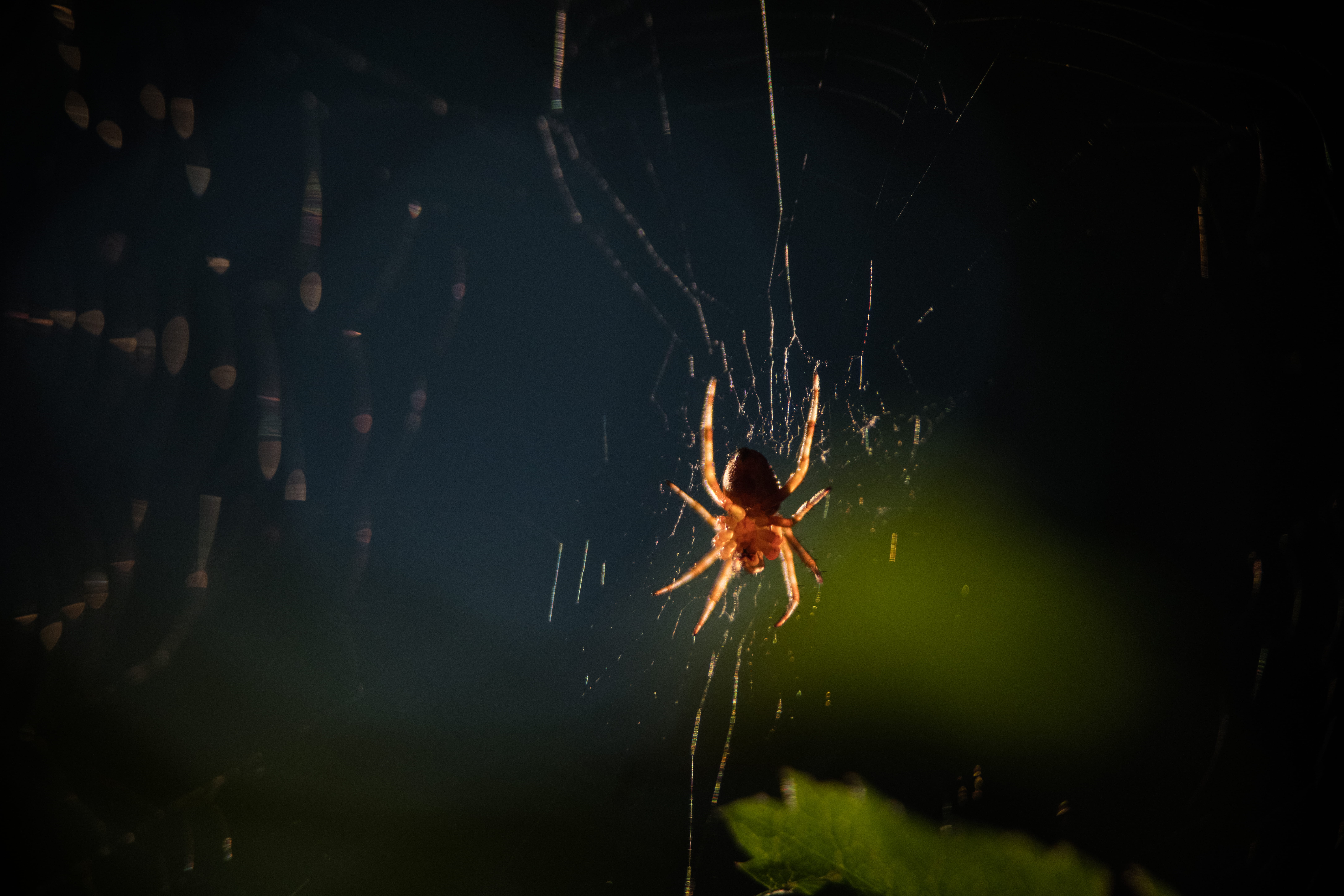 8K, animals in the wild, beauty in nature, arachnid, fragility, close-up, invertebrate, water, arthropod, outdoors, animal, patrick hendry, vulnerability, HD Wallpaper