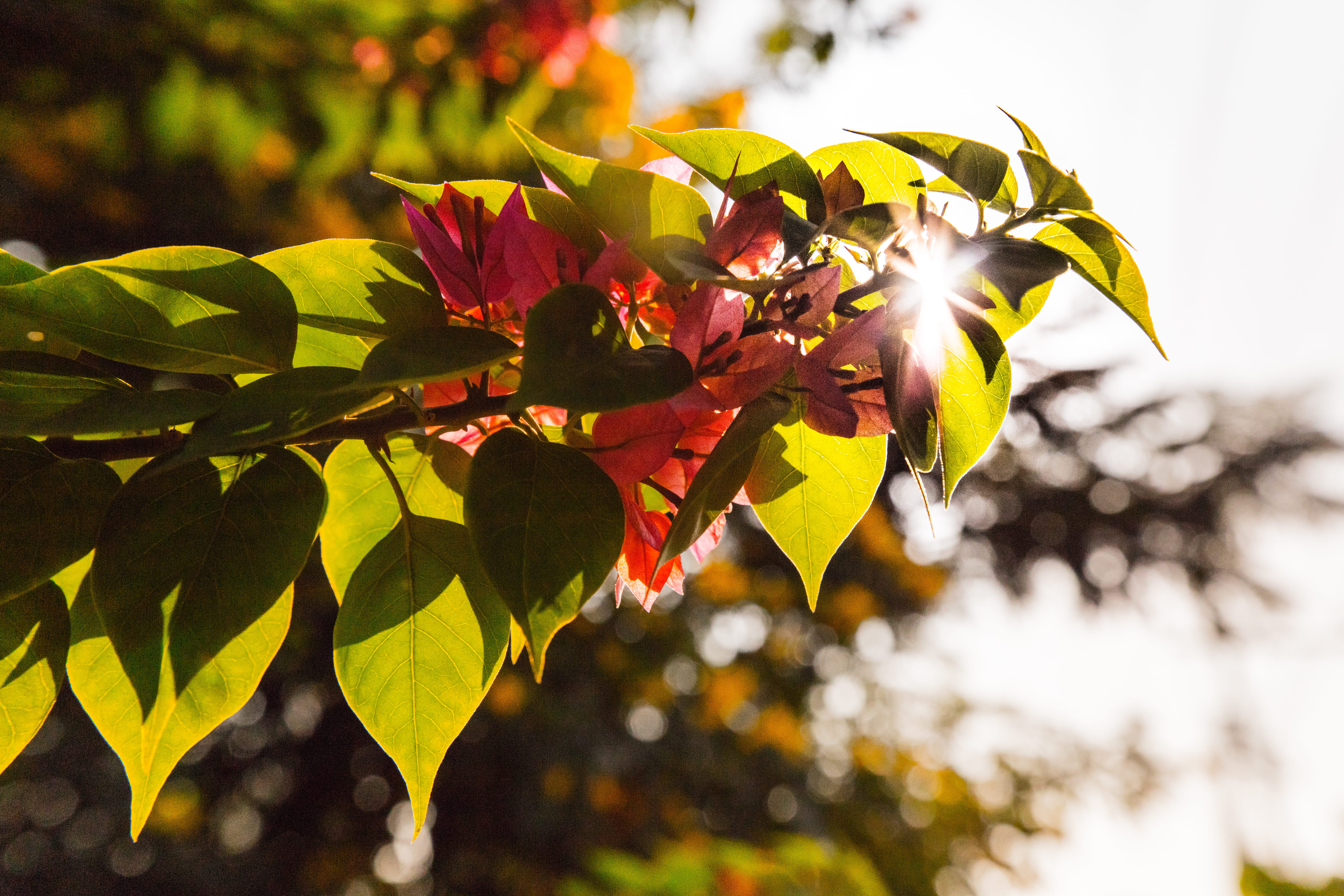 outdoors, fragility, plant part, close-up, freshness, nature, tree, flower, vizag, 5K, sunlight, leaf, growth, vulnerability, focus on foreground, india, HD Wallpaper