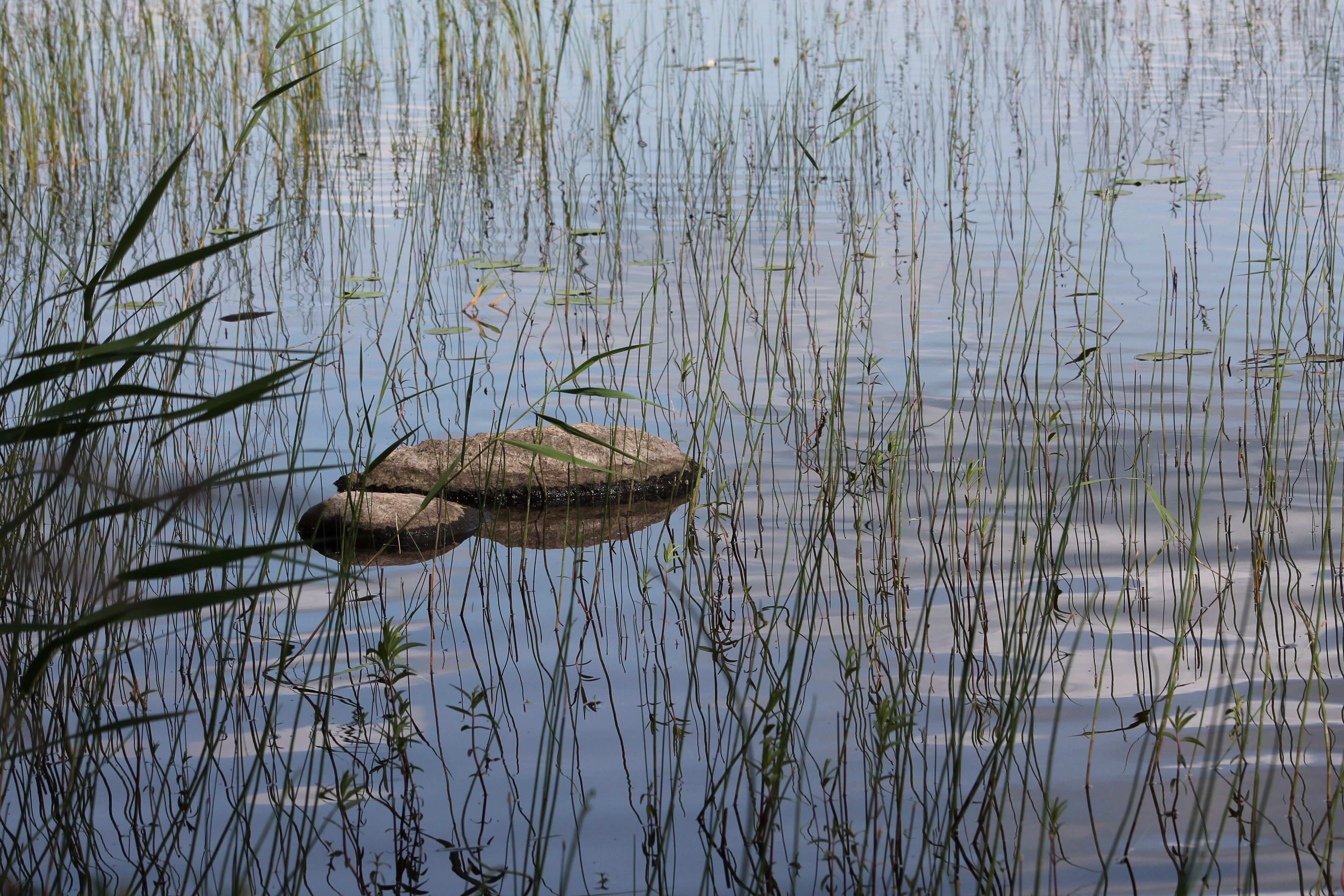 waterfront, plant, finnish, no people, floating on water, hay, reptile, 4K, beauty in nature, one animal, landscape, animal wildlife, animal themes, blue, HD Wallpaper