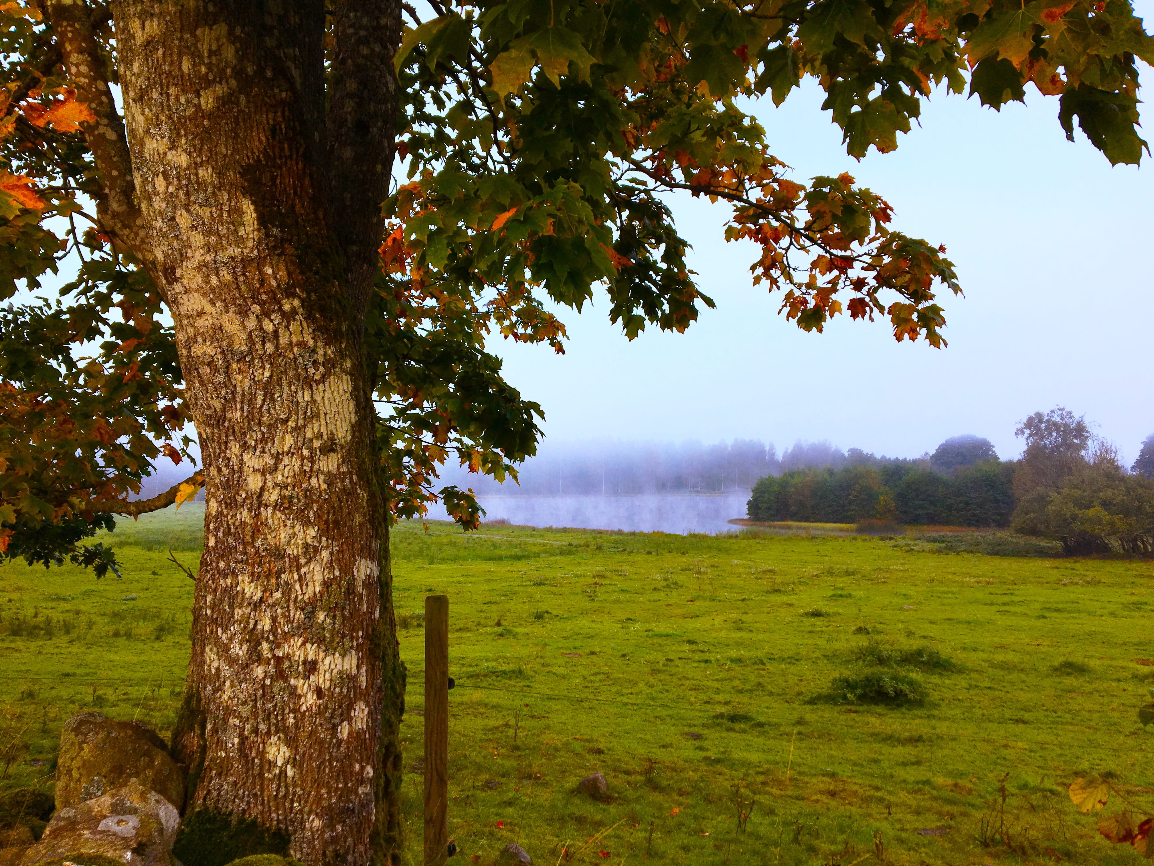 colors, beautifully, land, atmosphere, trunk, landscapes, water, landscape, green color, mystery, no people, autumn leaves, field, outdoor, tranquil scene, HD Wallpaper