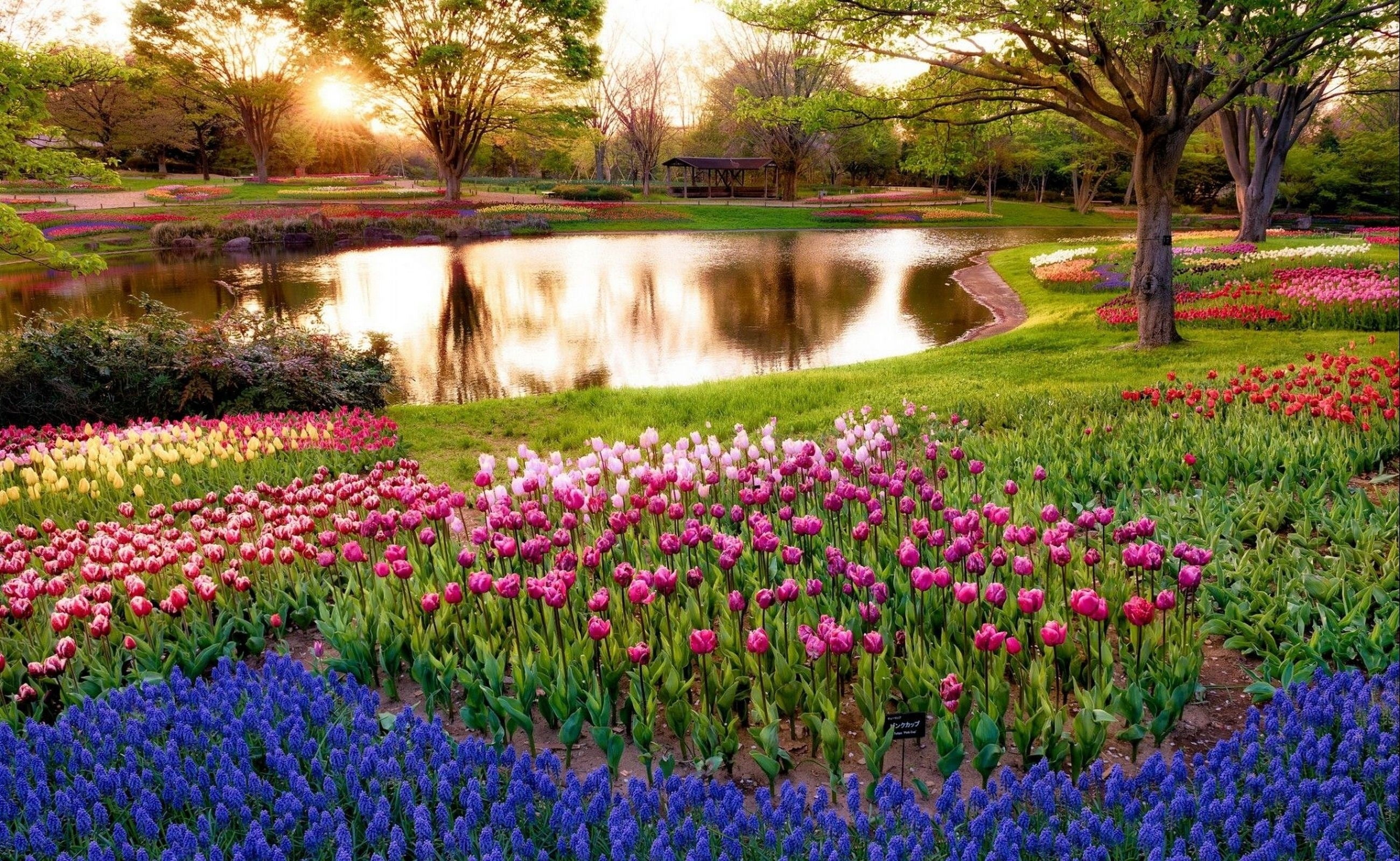 outdoors, ornamental garden, pink color, water, beauty in nature, springtime, growth, lake, plant, freshness, tranquil scene,  lake, flower, nature, garden, HD Wallpaper