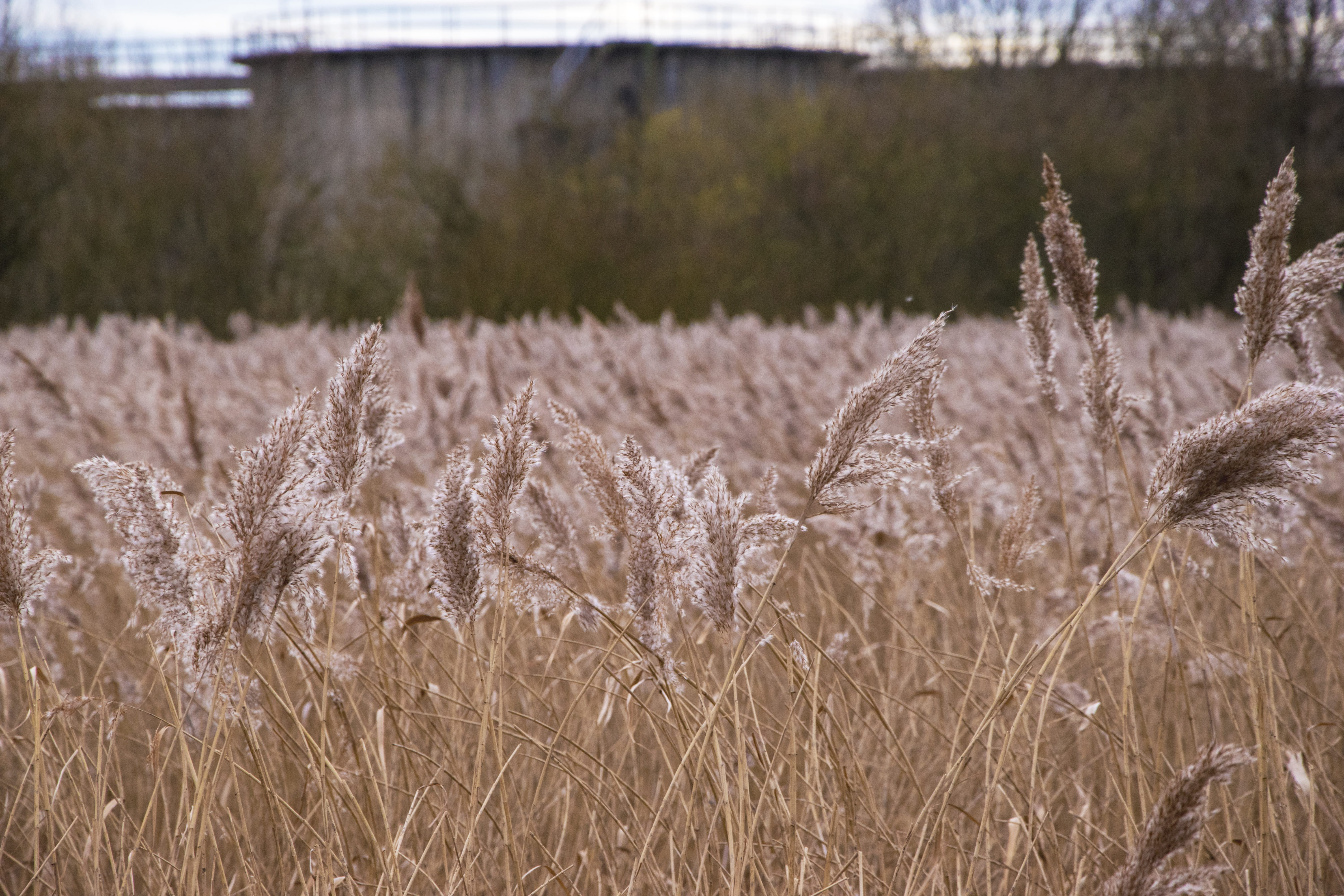 day, no people, tranquility, brown, focus on foreground, rural scene, nature, agriculture, plant, selective focus, close-up, tranquil scene, conservation area, HD Wallpaper