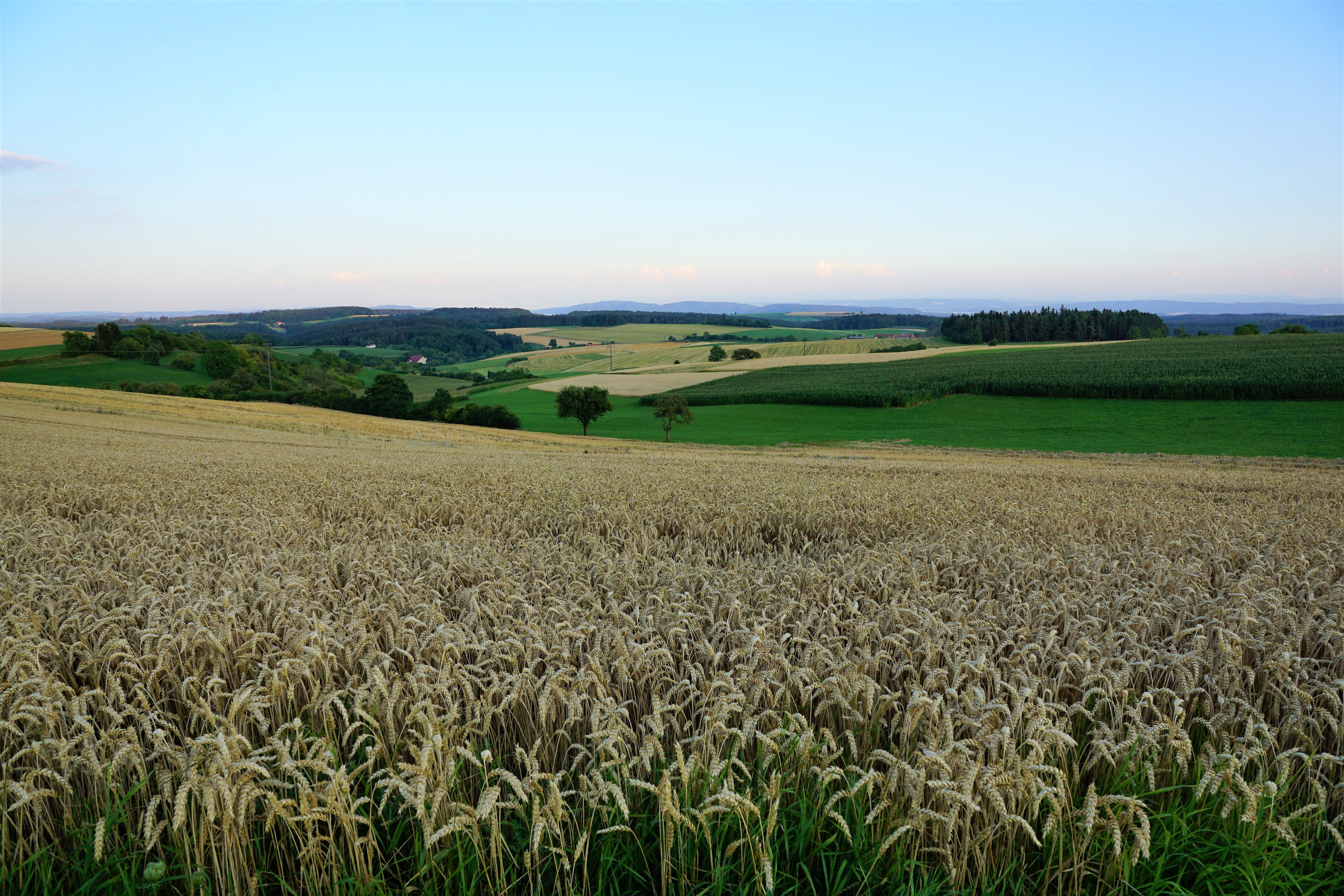europe, sing, narrow, thanksgiving, rural scene, vacations, sky, tranquil scene, environment, miss mountain, nature, plant, ripe, tranquility, emmingen, HD Wallpaper