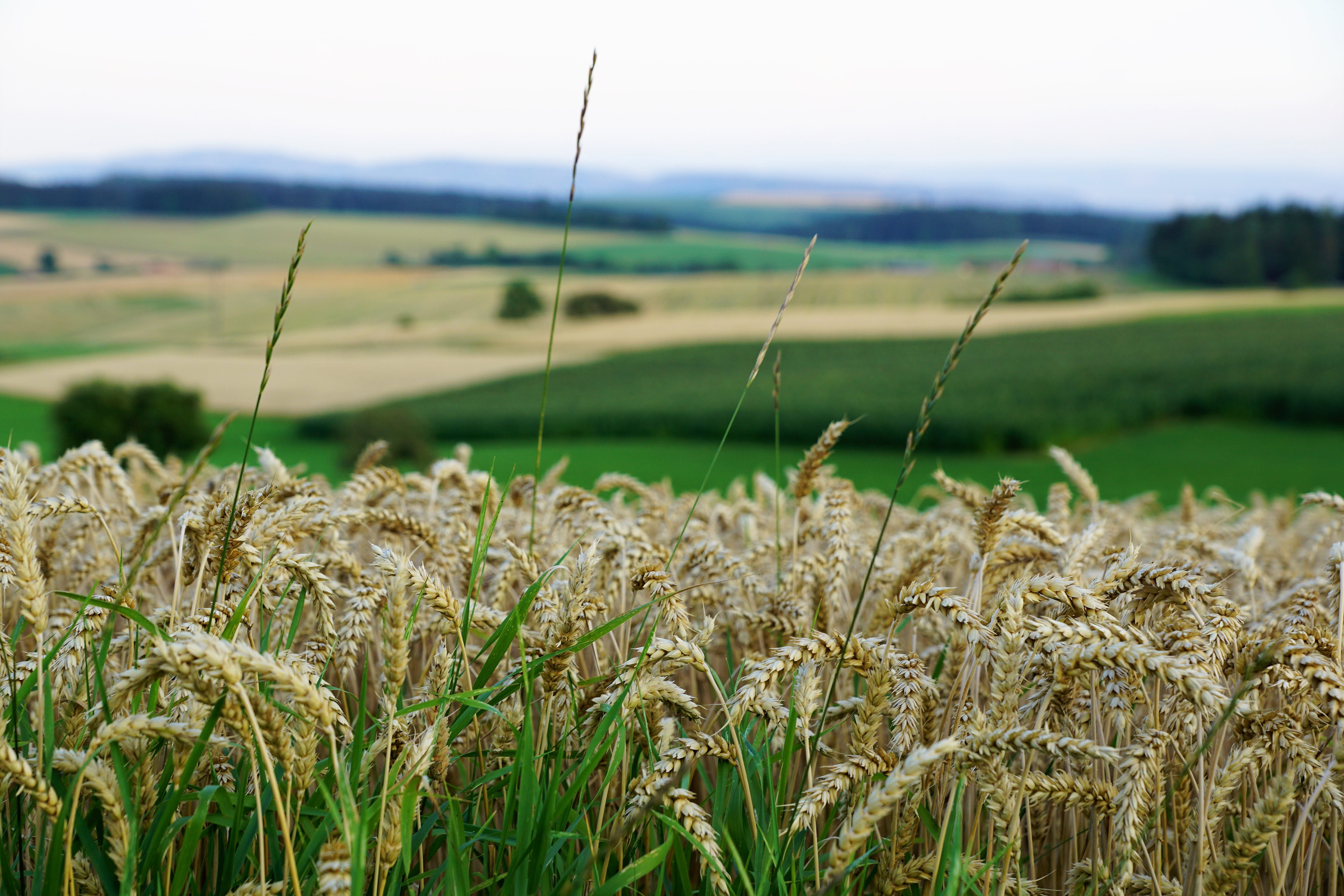 miss mountain, harvest, tuttlingen, hegau, tranquility, narrow, festival, vacations, no people, beauty in nature, europe, thanksgiving, bed, cereal plant, HD Wallpaper