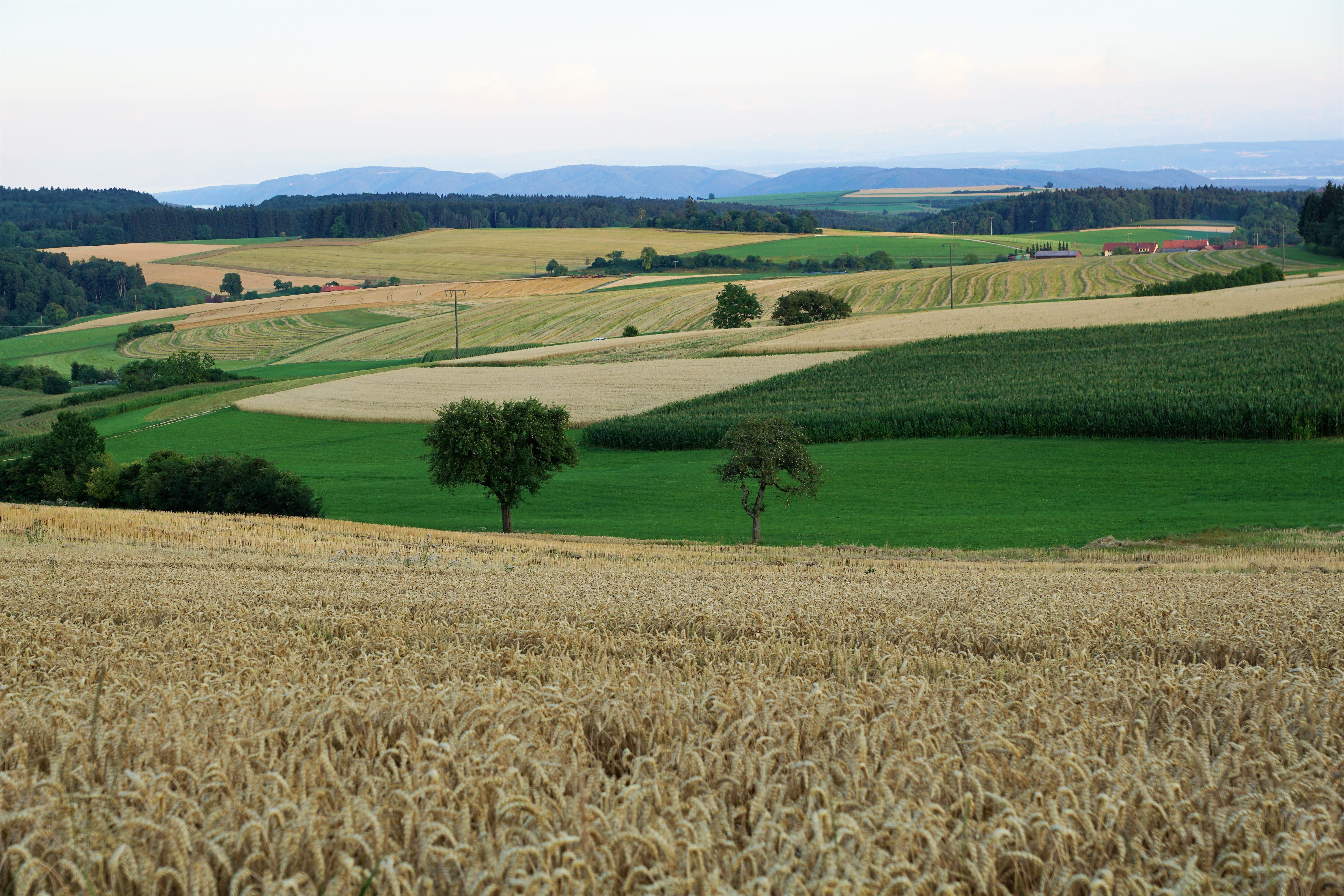 land, environment, no people, green color, festival, europe, germany, farm, sky, idyllic, narrow, sing, hike, tranquil scene, rural scene, nature, hegau, HD Wallpaper