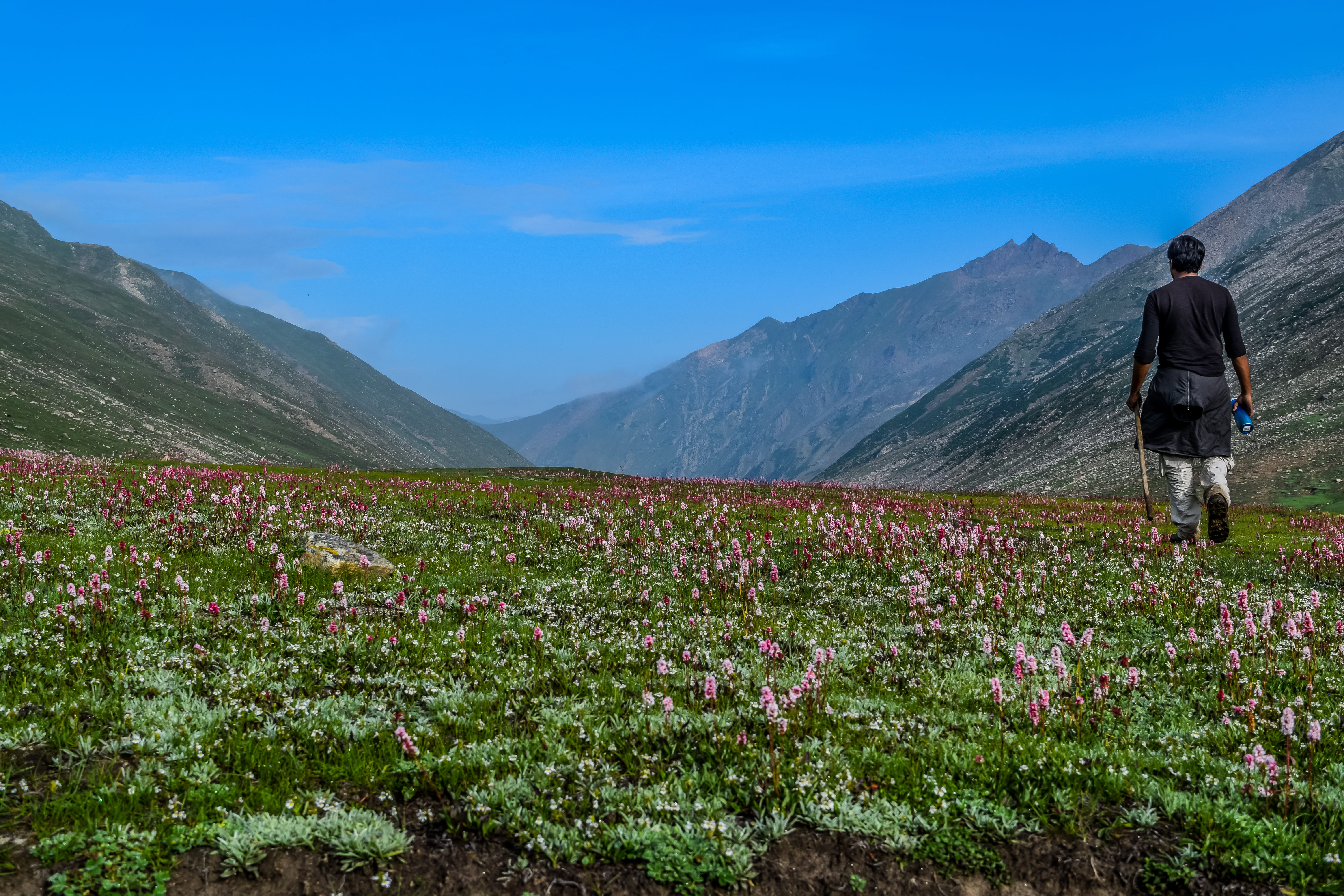 nature, pakistan, solitude, tranquil scene, loneliness, dudipat lake, 5K, plant, flower bed, flower, men, leisure activity, idyllic, hike, mountain, grass, HD Wallpaper