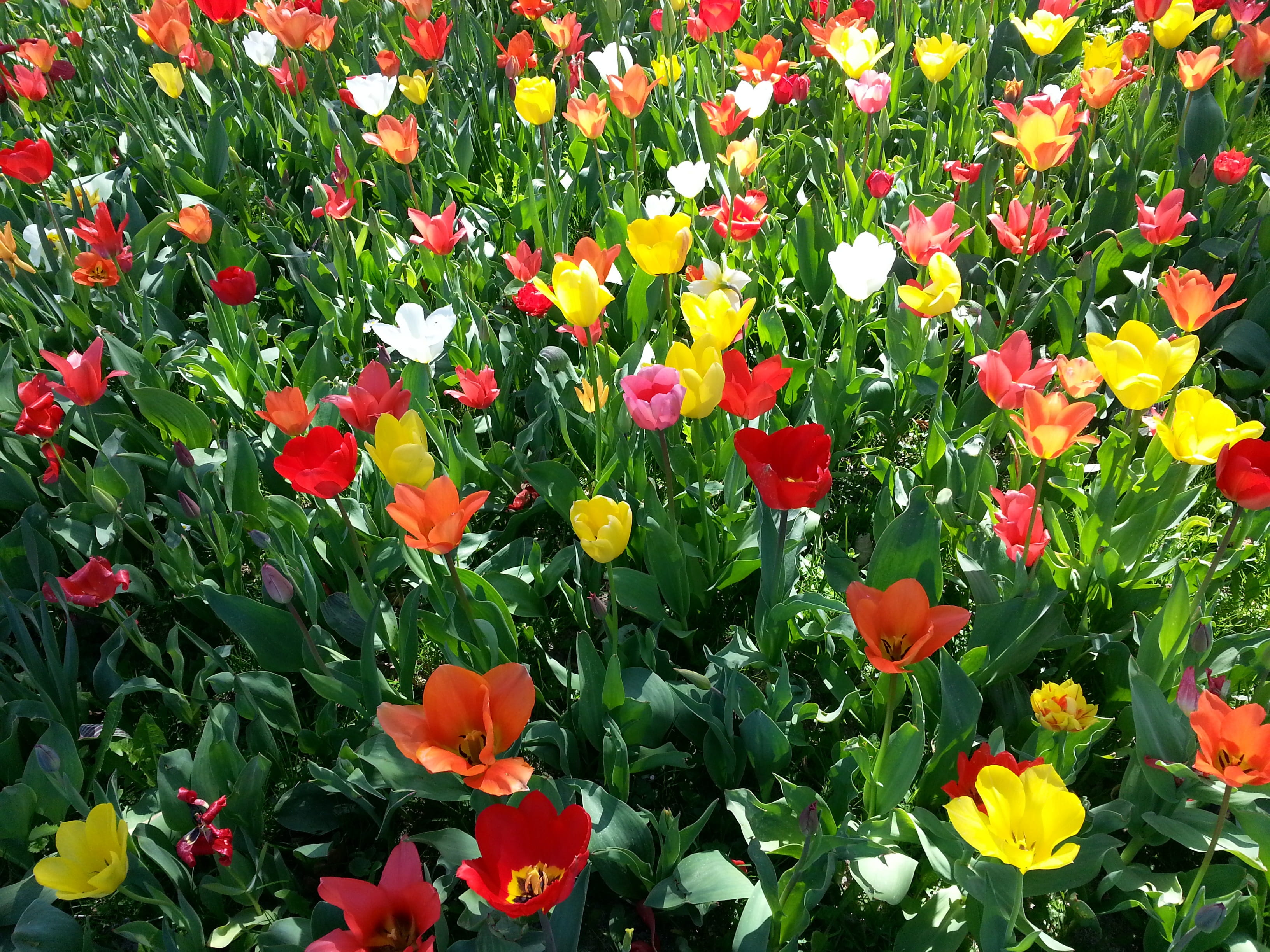 petal, colorful, flowering plant, spring, plant part, flower, green color, tulpenbluete, flowerbed, growth, no people, flower bed, lake constance, fragility, HD Wallpaper