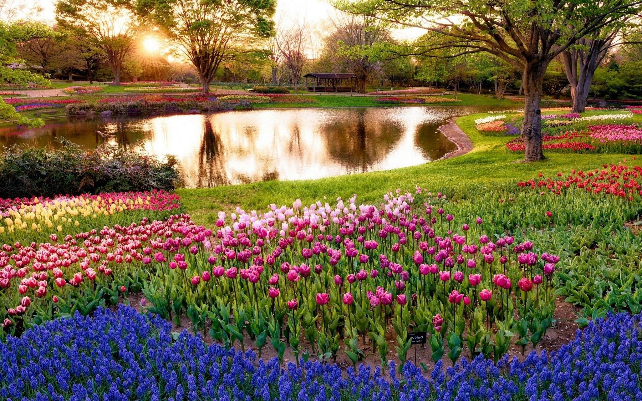 nature, ornamental garden, outdoors, garden, scenics - nature, flowers, flower, pictures, hd, purple, park, tree, flowerbed, freshness, tulips, plant, tranquil scene, HD Wallpaper