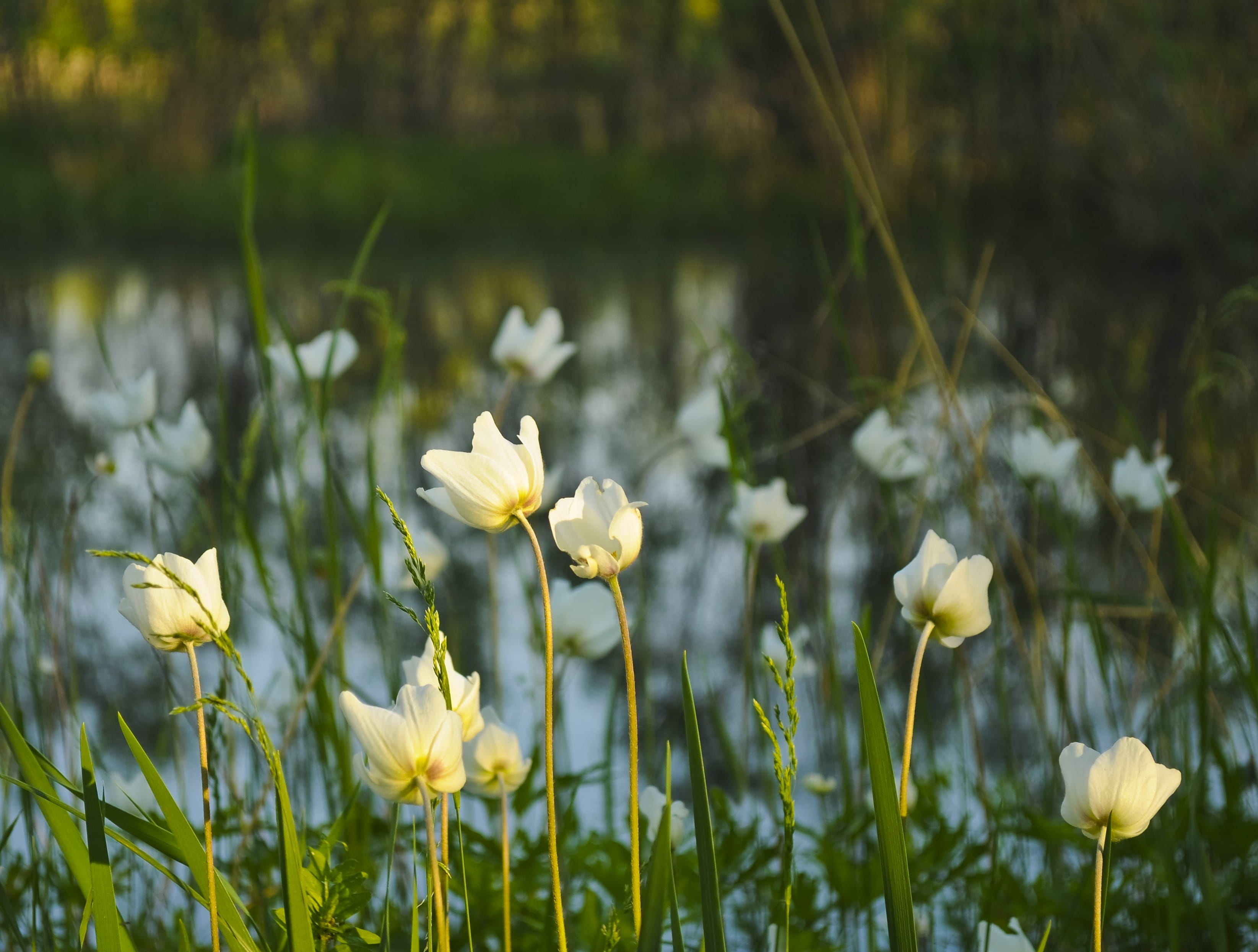 organic, lake, Plants, beauty in nature, nature, flowers, botany, leaf, environment, yellow, botanical, fragility, stem, growth, wildflowers, outdoors, HD Wallpaper