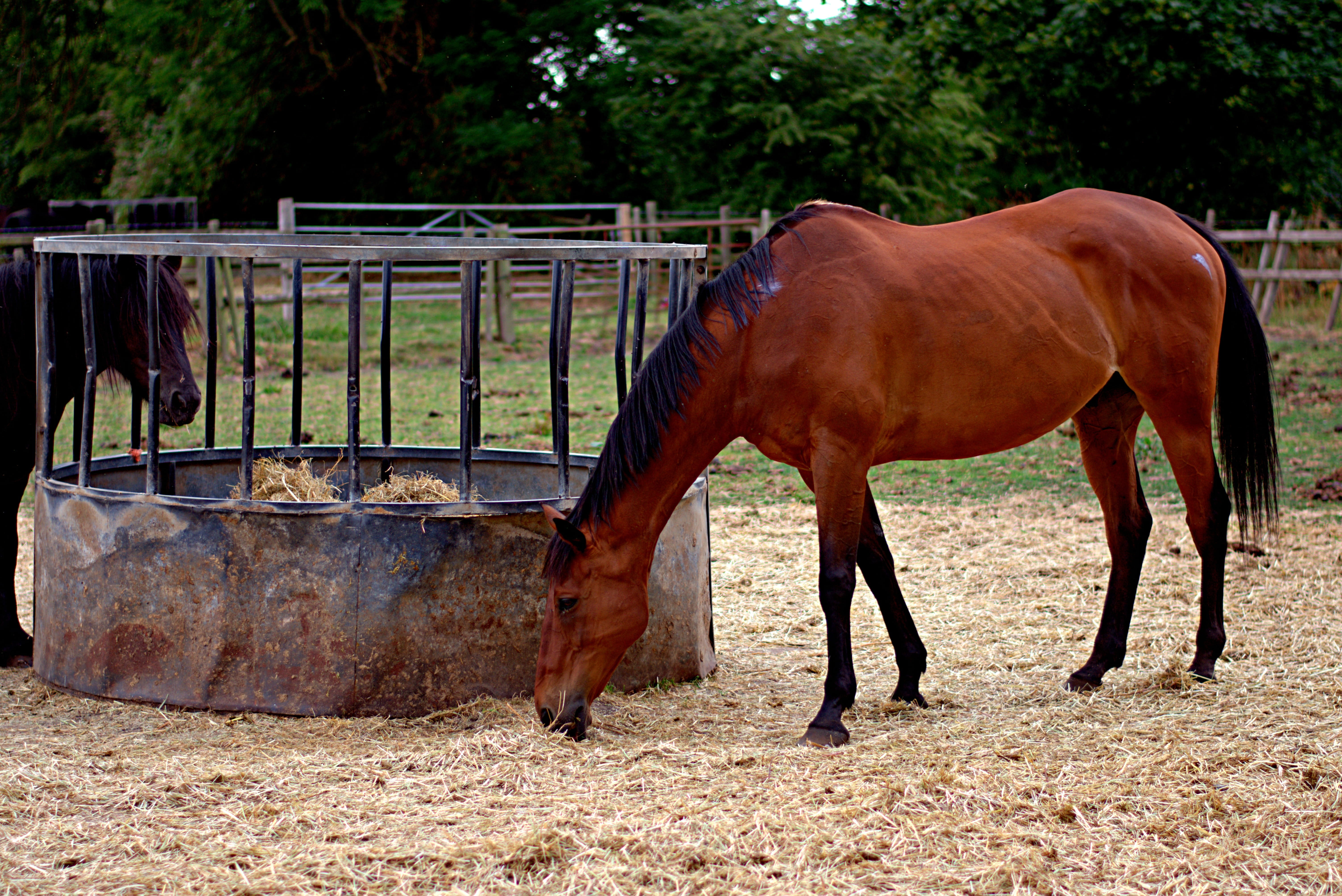 summer, animal, brown, mare, animal pen, paddock, horses, feeding station, animal themes, 5K, field, herbivorous, livestock, day, farm, mammal, horse, HD Wallpaper
