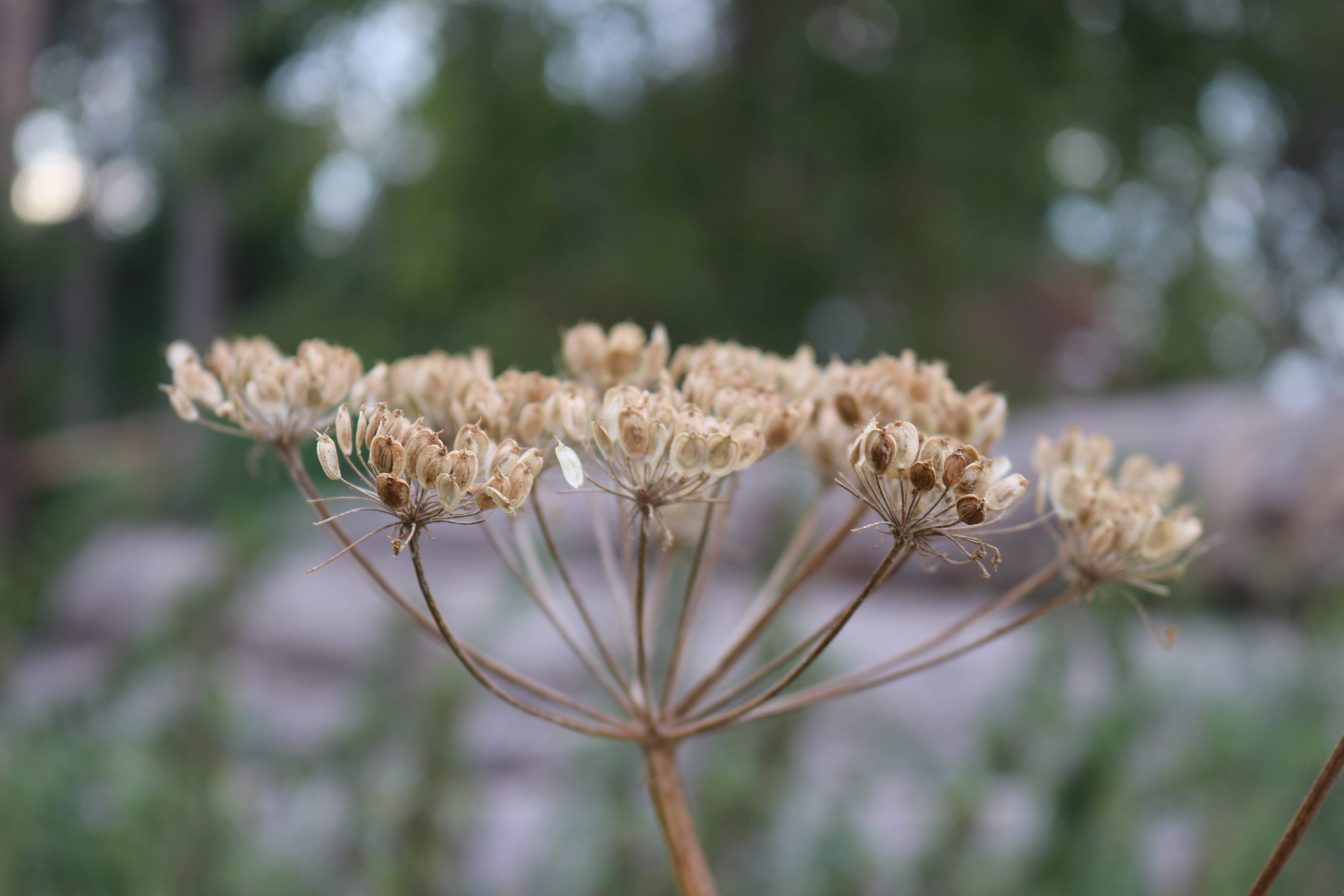 wild plant, no people, evening, freshness, flower, plant stem, nature, fragility, 5K, plant, close-up, vulnerability, growth, outdoors, away, inflorescence, HD Wallpaper
