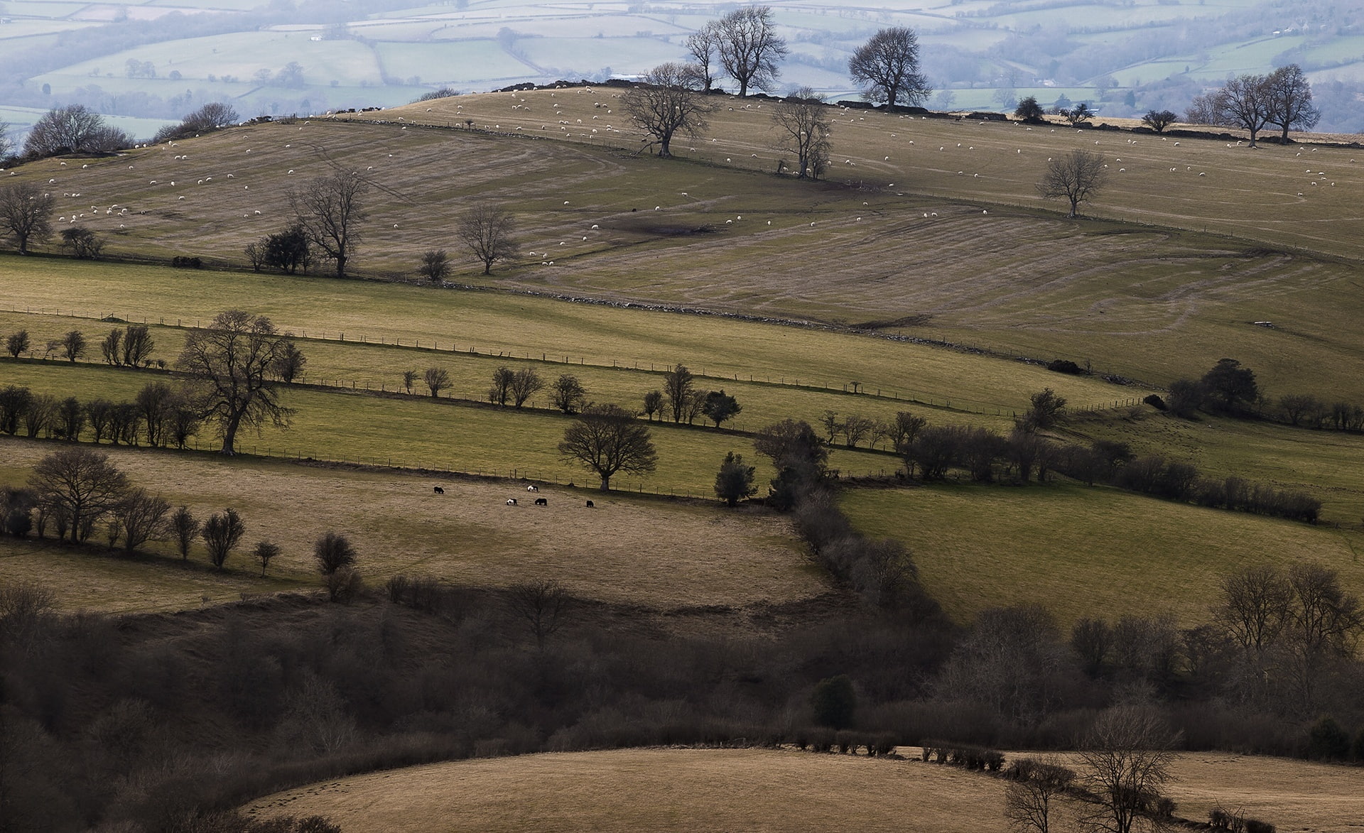 Europe, hilly, borders, Parched, Farming, Fields, farms, hedgerows, grass, Cows, Sheep, Lonely, nature, outdoors, bleak, farmland, plant, United Kingdom, HD Wallpaper