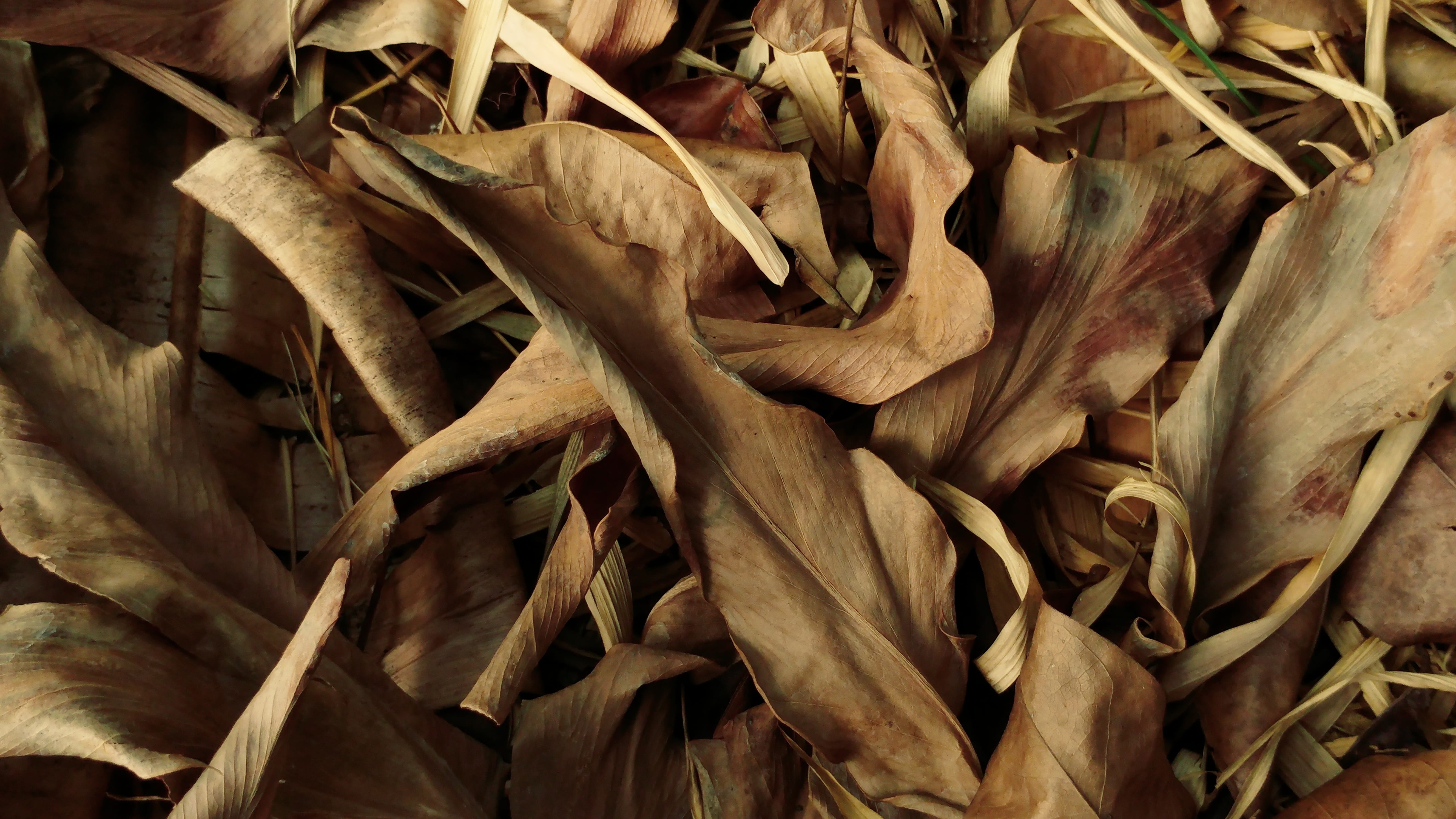 close-up, nature, dry leaves, growth, textures, leaf, outdoors, combustible, wilted plant, food and drink, abundance, 5K, backgrounds, plant, old, dried, HD Wallpaper